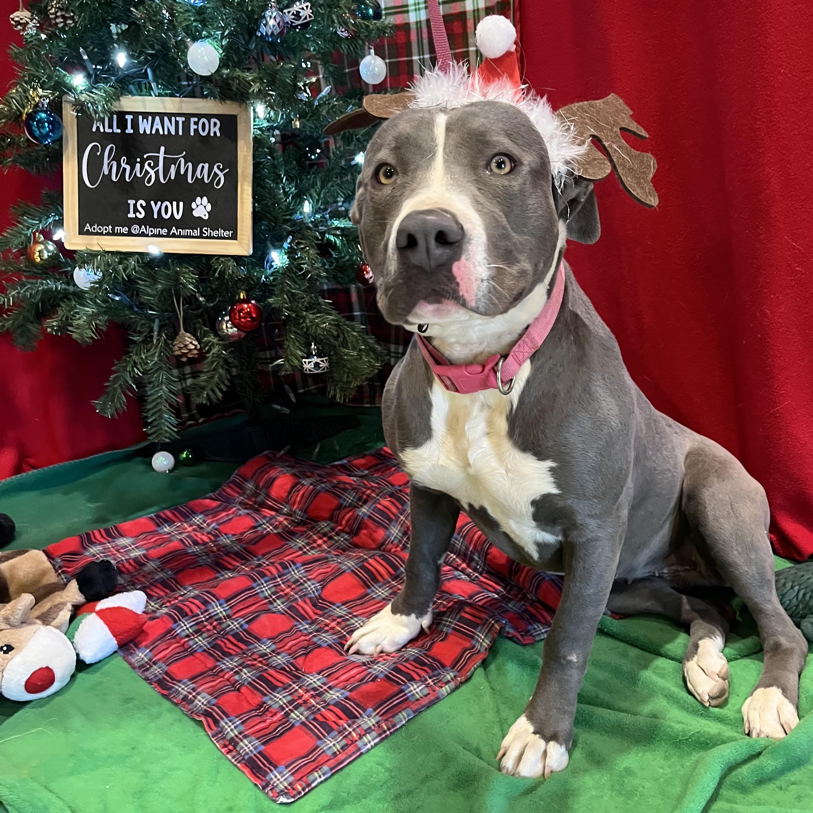 Enlarge Macy, a Adoptable mixed breed in ALPINE, TX image 1/6