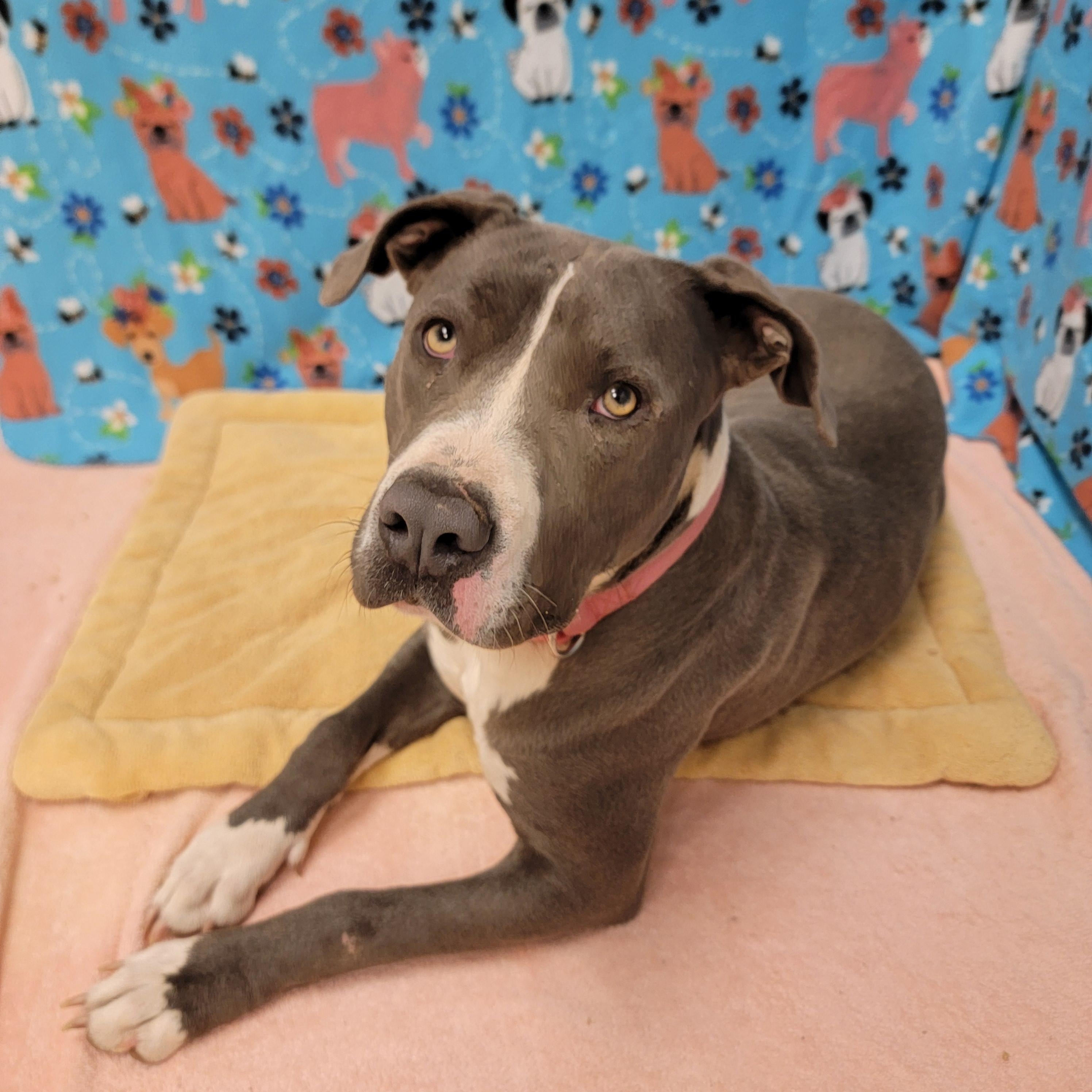 Enlarge Macy, a Adoptable mixed breed in ALPINE, TX image 6/6