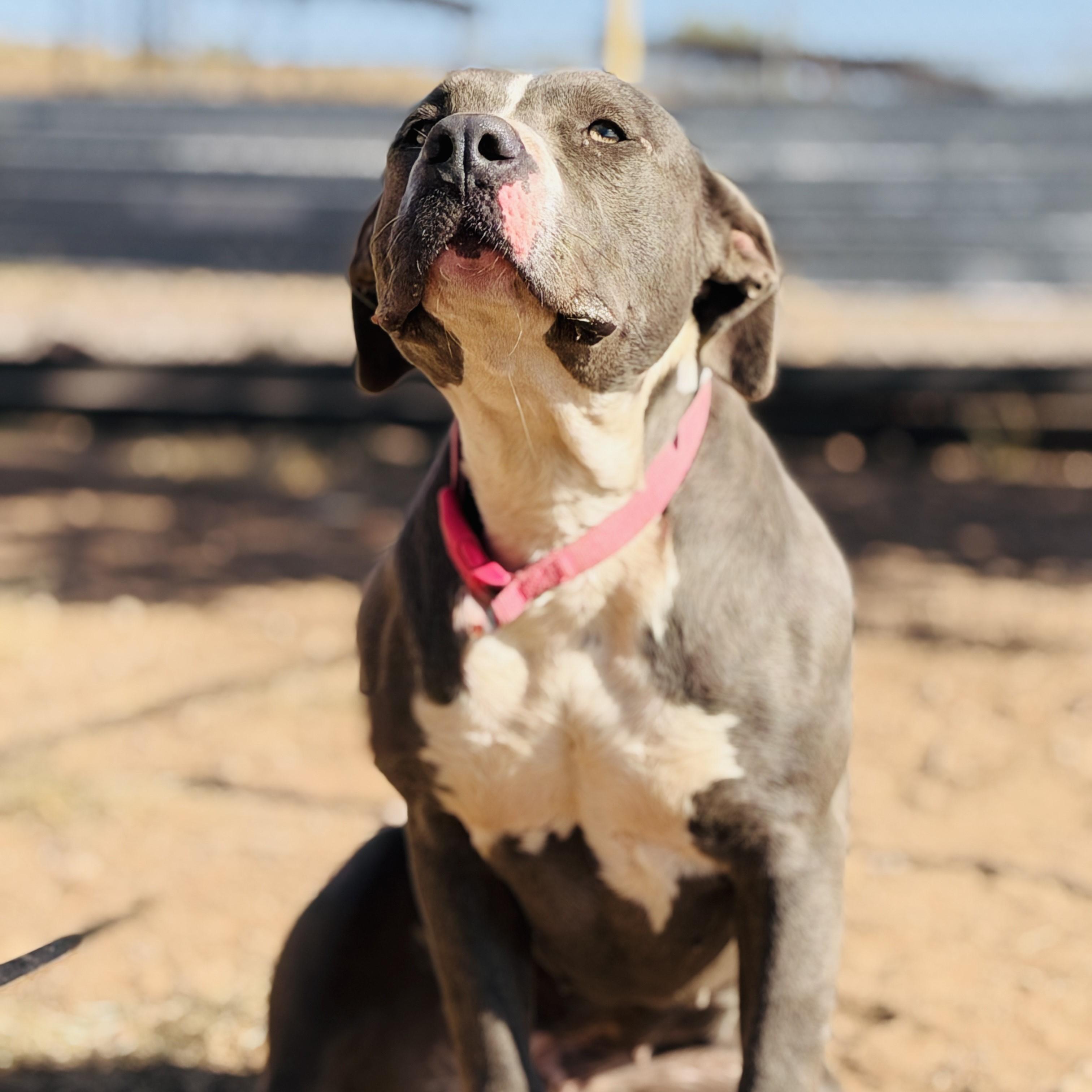 Enlarge Macy, a Adoptable mixed breed in ALPINE, TX image 3/6