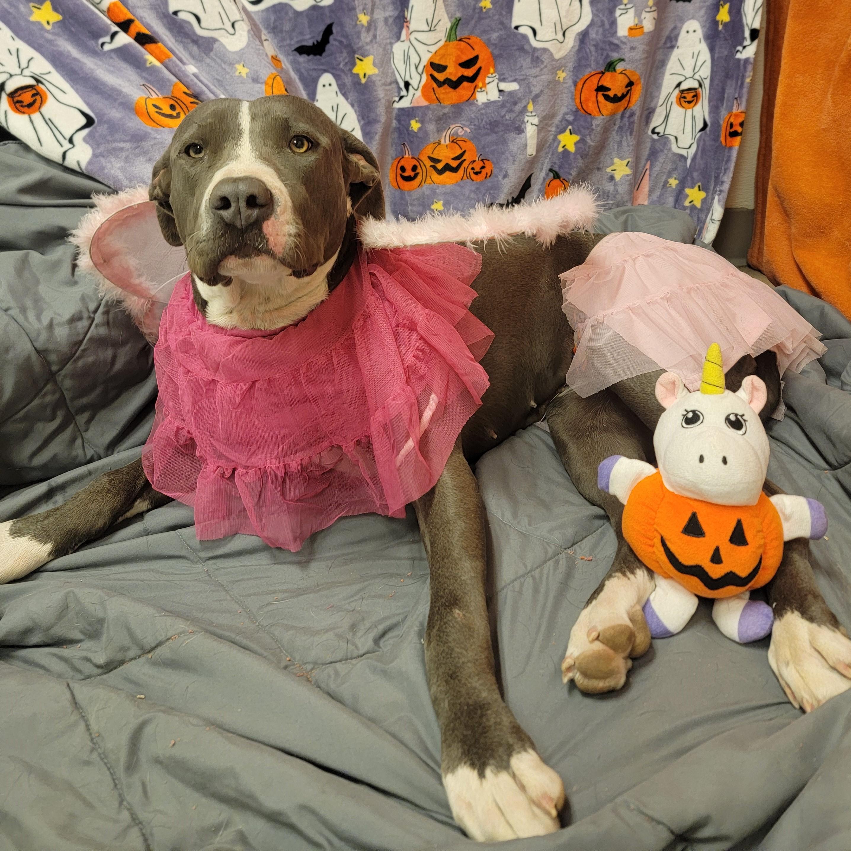 Enlarge Macy, a Adoptable mixed breed in ALPINE, TX image 5/6