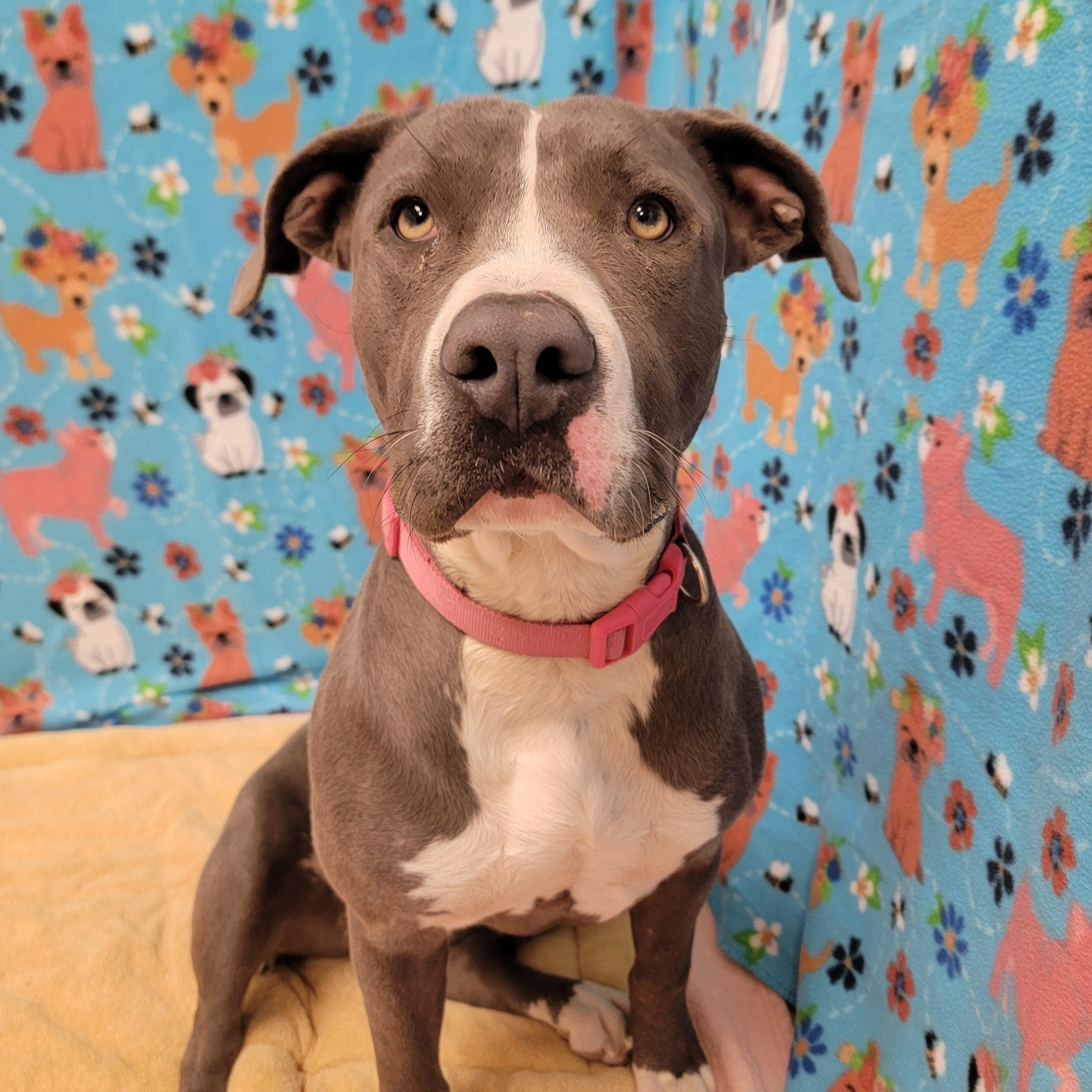 Enlarge Macy, a Adoptable mixed breed in ALPINE, TX image 4/6