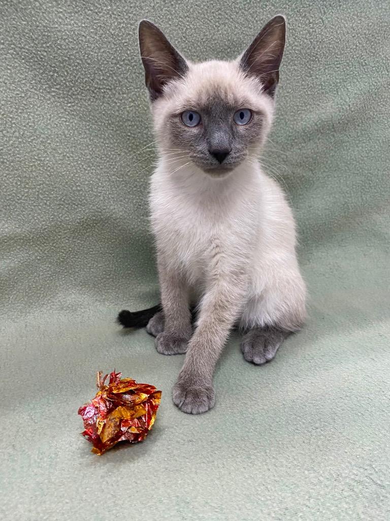 Doug Fur, Adoptable, Kitten Male Domestic Short Hair.