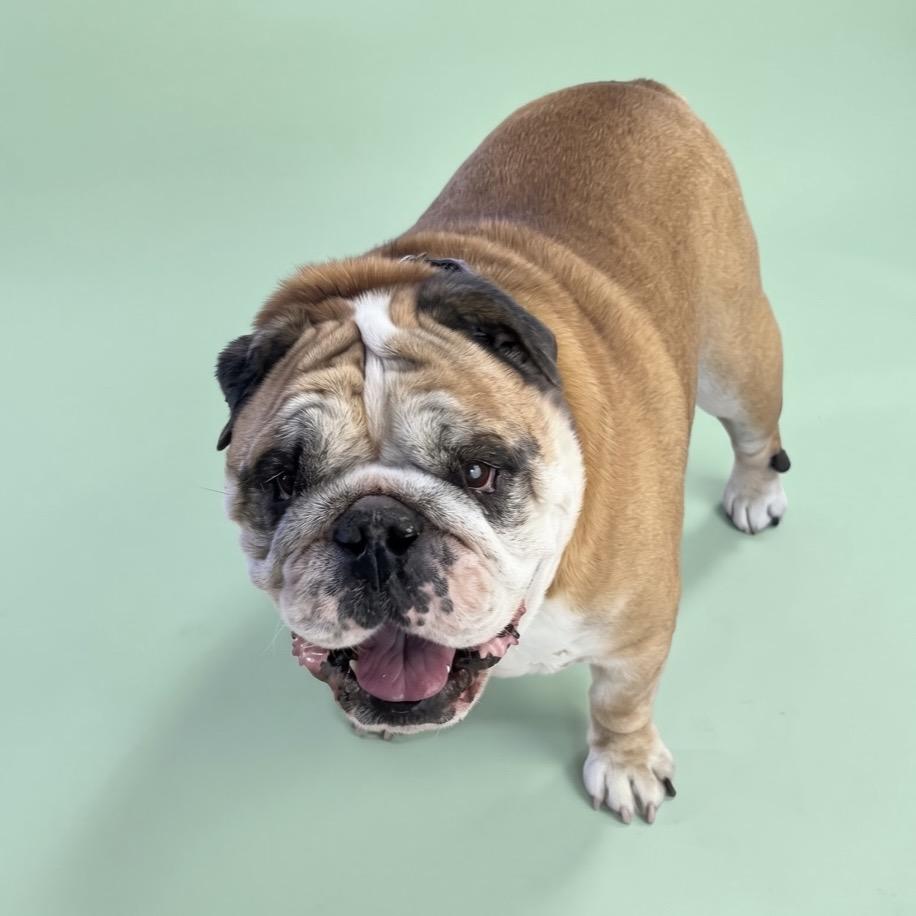 Enlarge Ranger Danger, a Adopted English Bulldog in Fort Collins, CO image 1/1