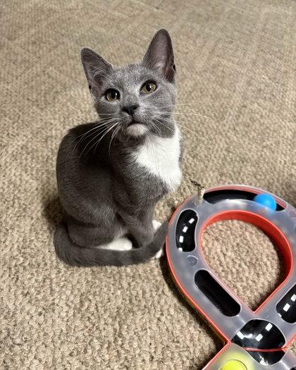 Open Secret, a Adoptable Domestic Short Hair in Berwick, PA image 1/3