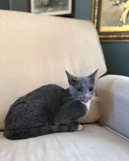 Open Secret, Adoptable, Adult Female Domestic Short Hair & Domestic Short Hair.