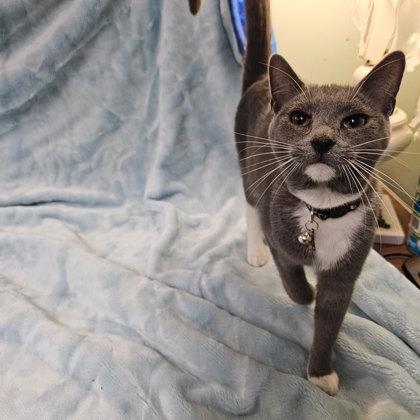 Open Secret, a Adoptable Domestic Short Hair in Berwick, PA image 3/3