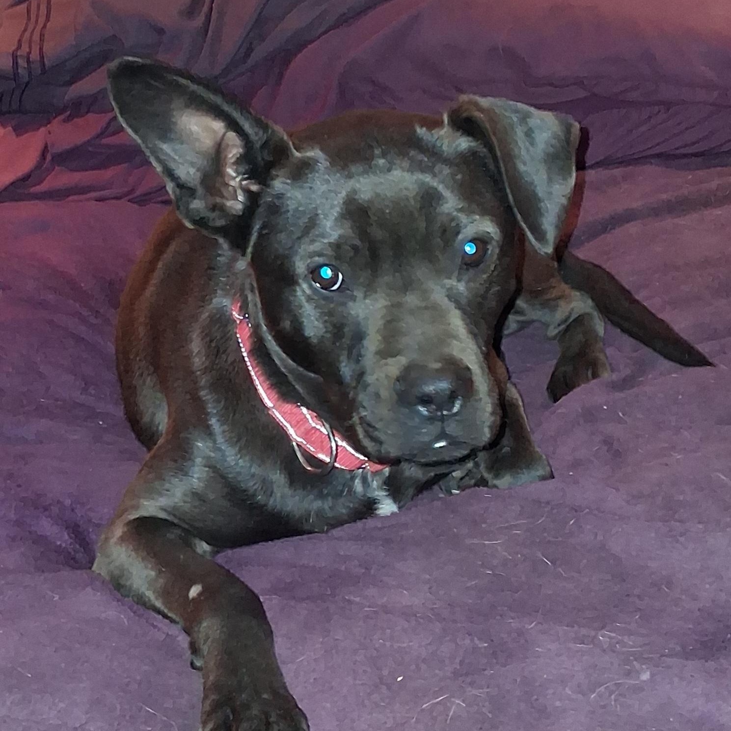 Bernard, ADOPTABLE, Adult Male Black Labrador Retriever & Terrier.