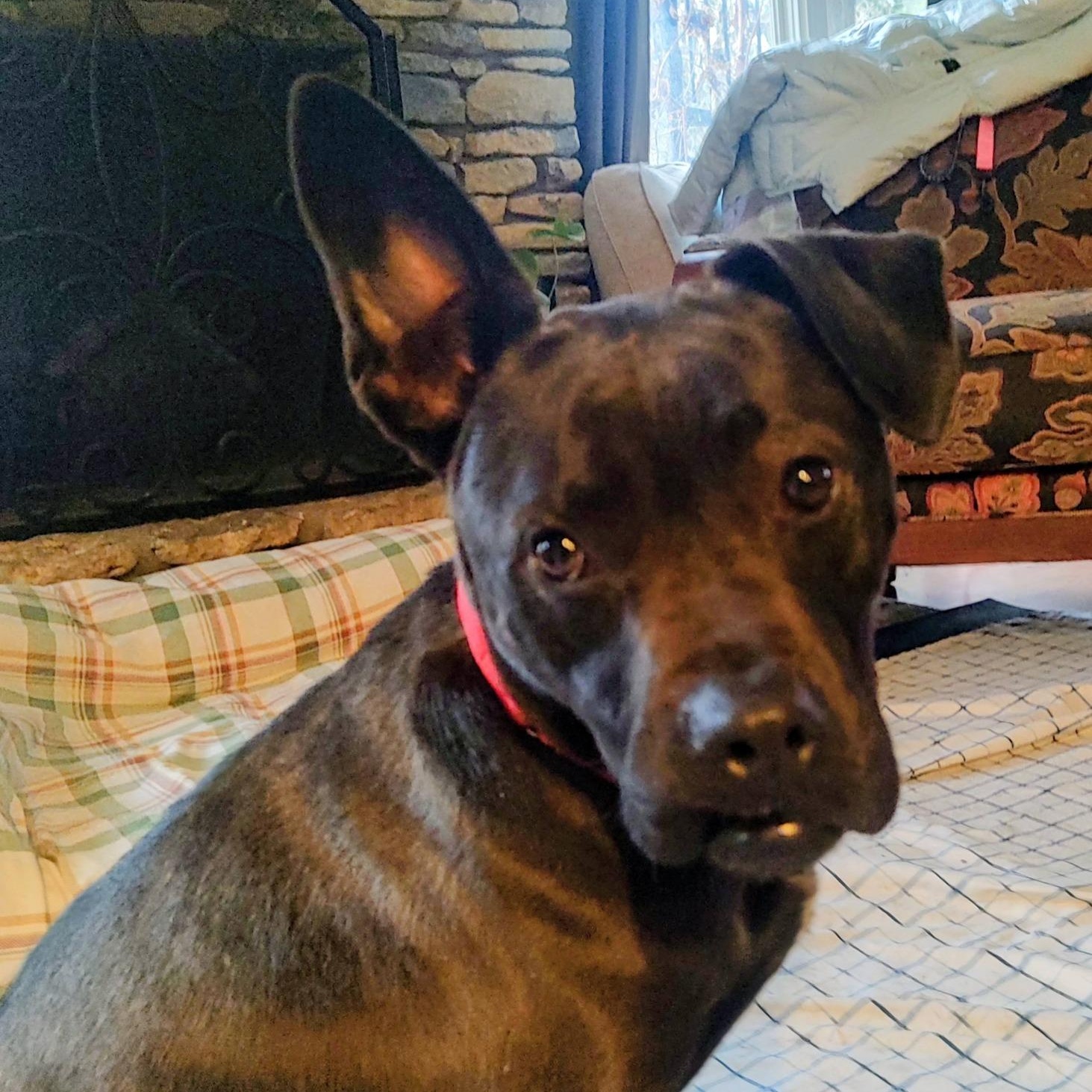 Enlarge Bernard, a ADOPTABLE mixed breed in North Jackson, OH image 3/4