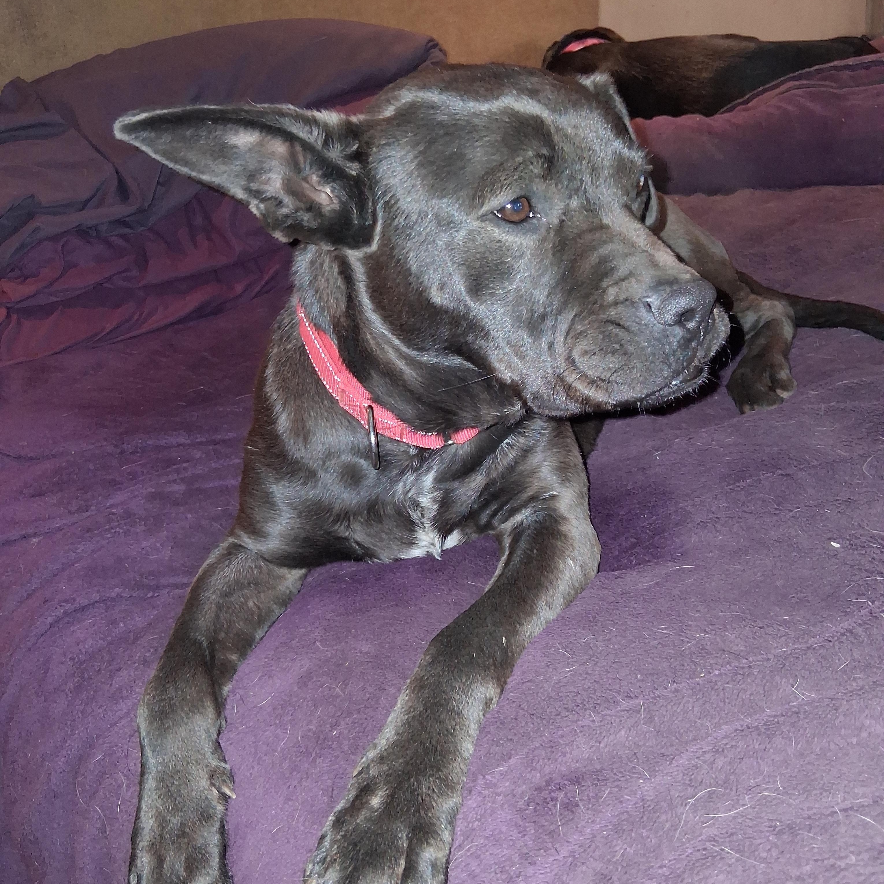 Enlarge Bernard, a ADOPTABLE mixed breed in North Jackson, OH image 2/4