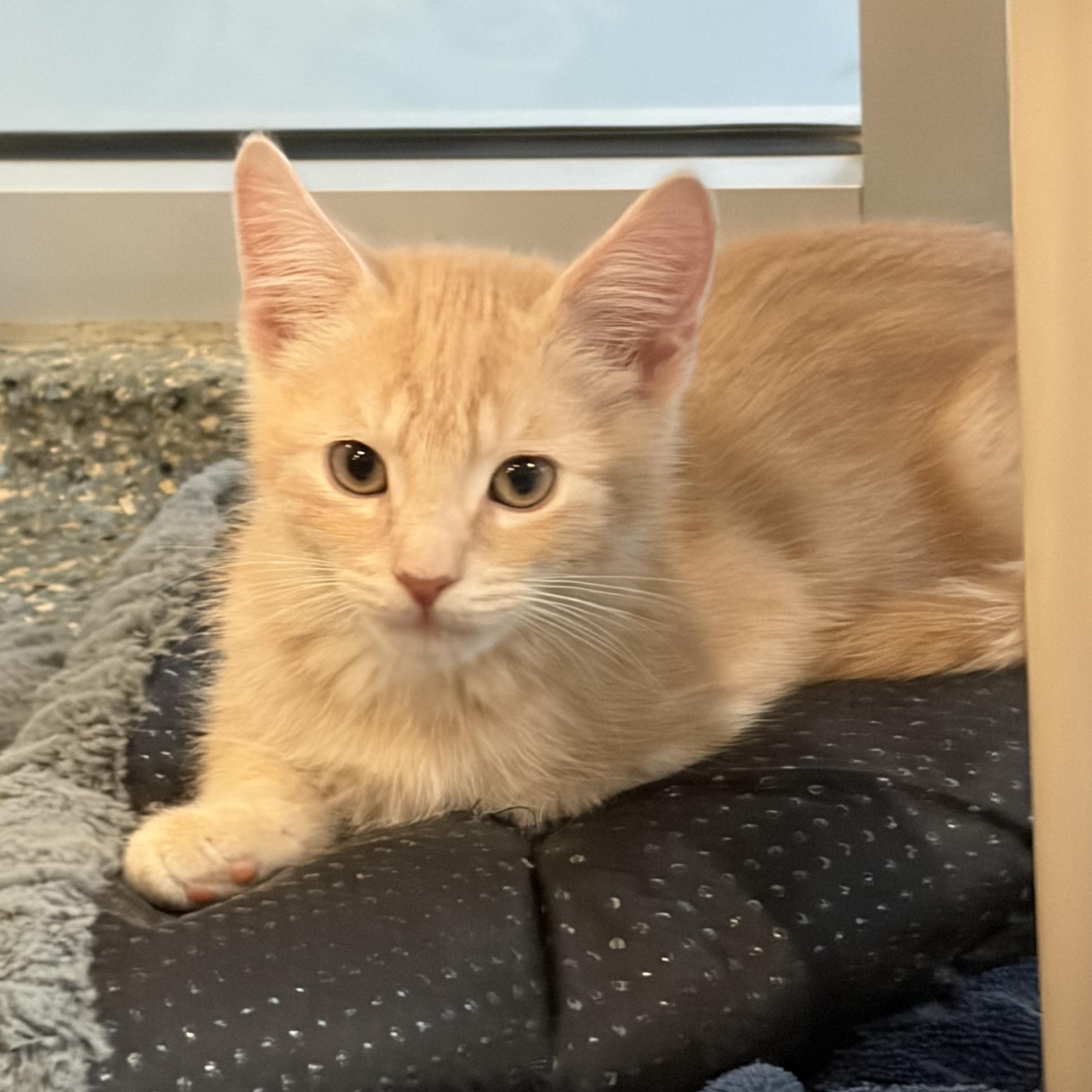 Enlarge Cadburry, an adopted Domestic Short Hair in Charleston, SC image 1/1