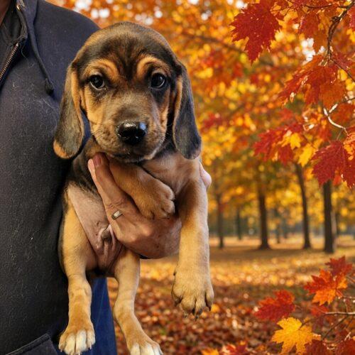 Enlarge Brisket (#397), a Adoptable mixed breed in Twin lakes, WI image 1/1