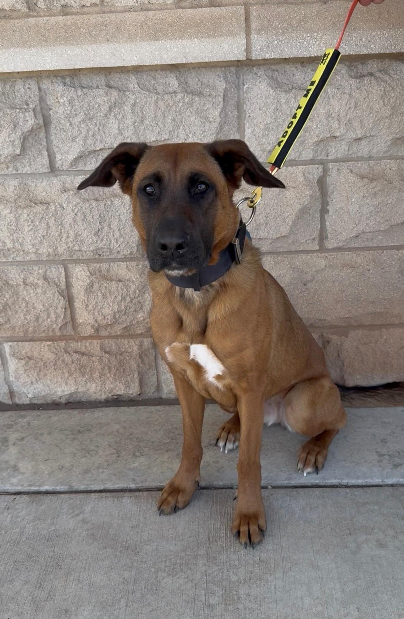 GEMMA 426413 Housebroken!MoreInfo!