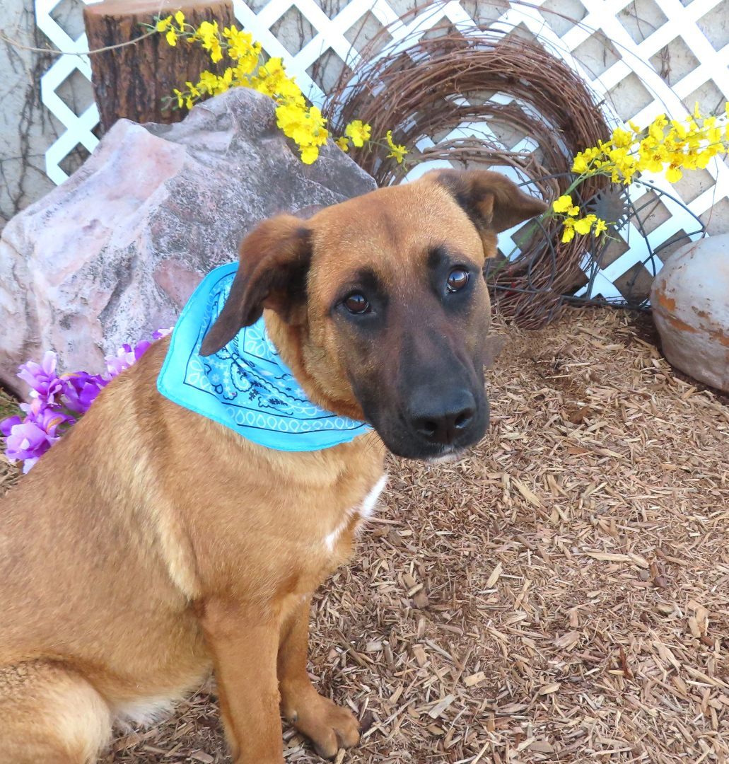 GEMMA 426413 Housebroken!MoreInfo!