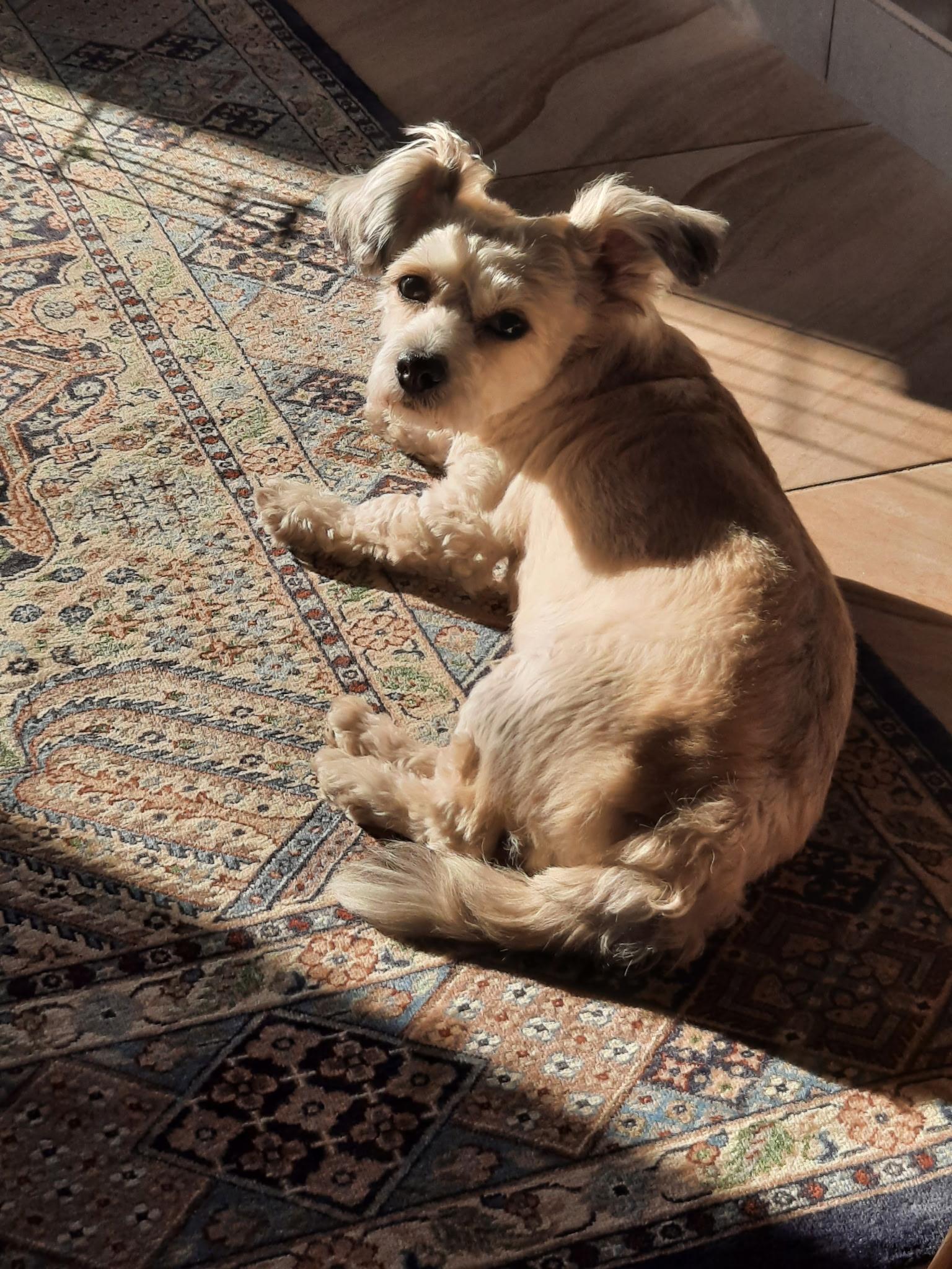 Happy, a ADOPTABLE mixed breed in Chandler, AZ image 3/6