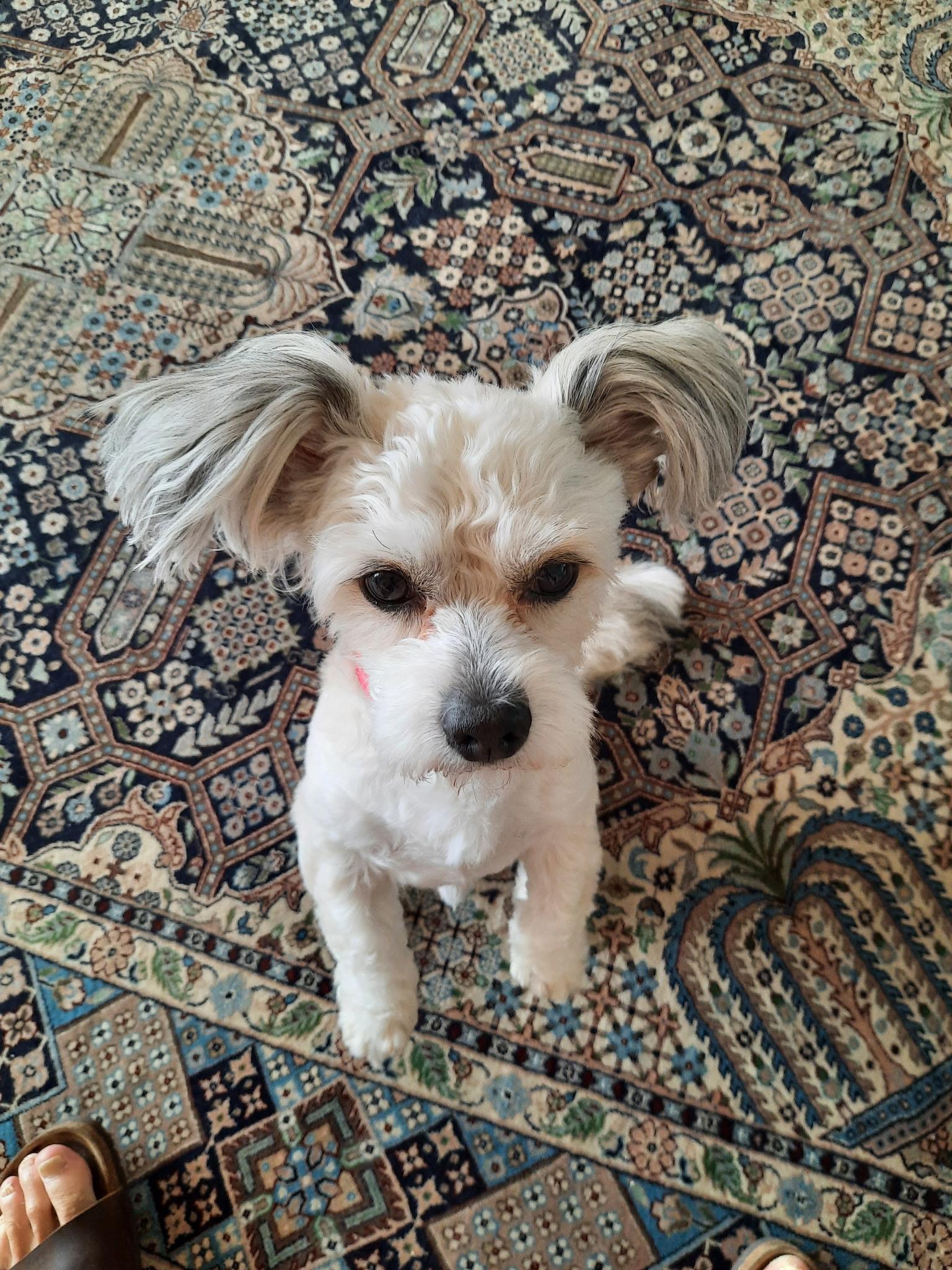 Happy, a ADOPTABLE mixed breed in Chandler, AZ image 4/6