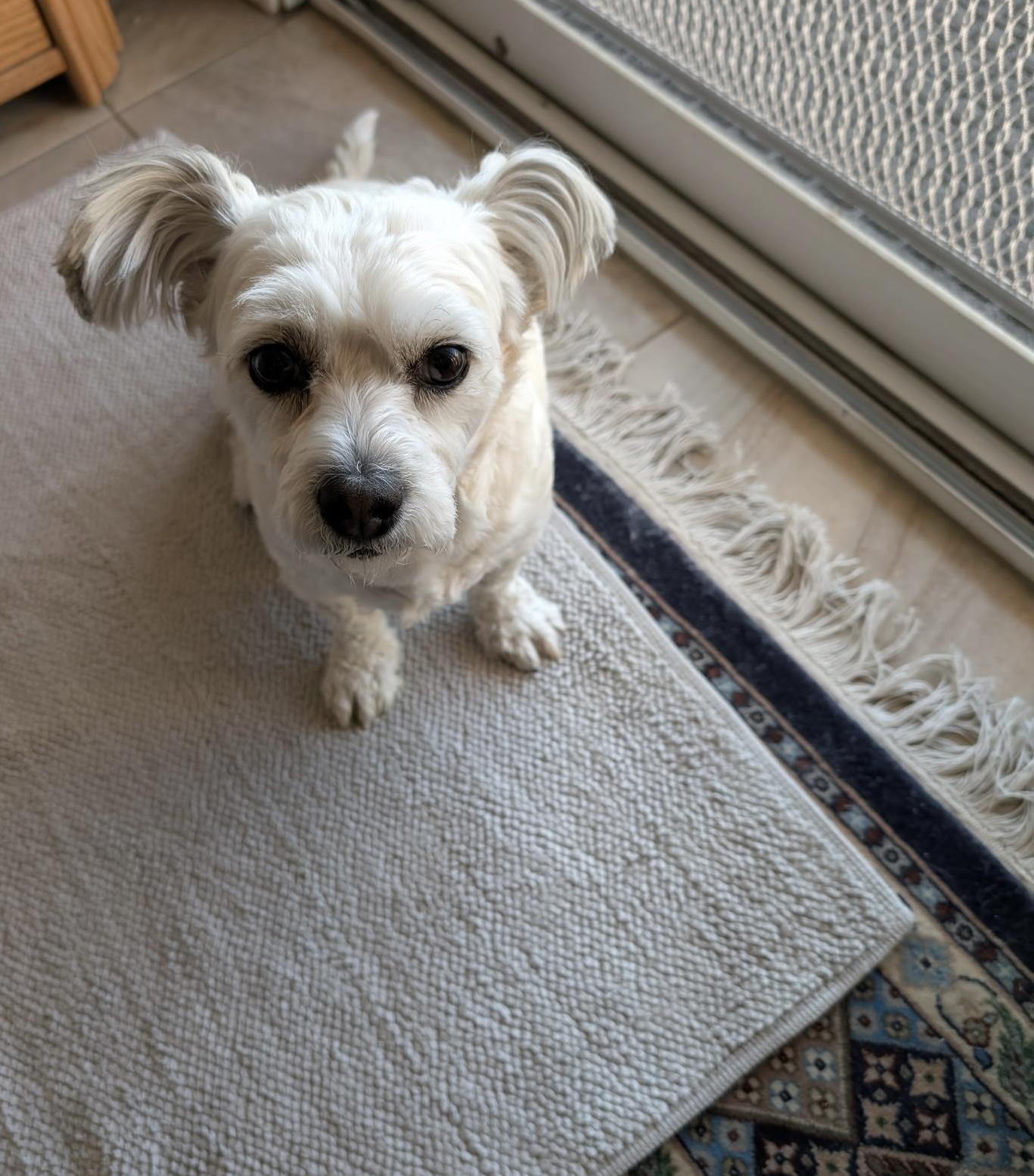 Happy, ADOPTABLE, Adult Male Shih poo & Pomeranian.