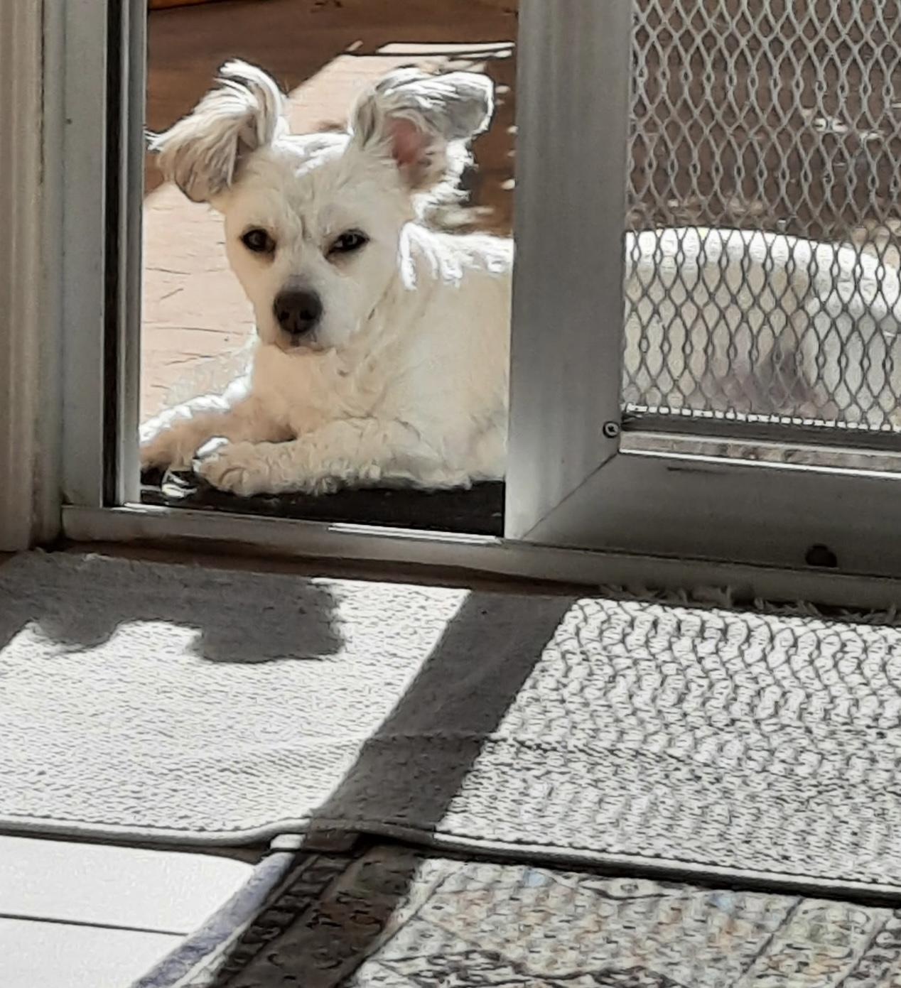 Happy, a ADOPTABLE mixed breed in Chandler, AZ image 6/6