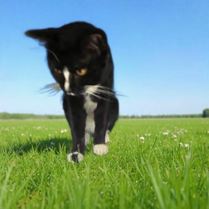 Enlarge Paddy, a ADOPTABLE Domestic Short Hair in Xenia , OH image 4/4
