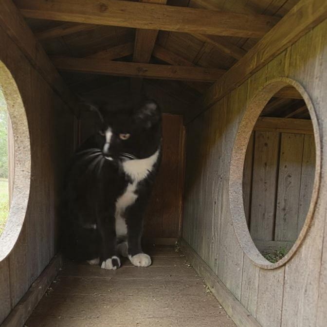 Enlarge Paddy, a ADOPTABLE Domestic Short Hair in Xenia , OH image 3/4