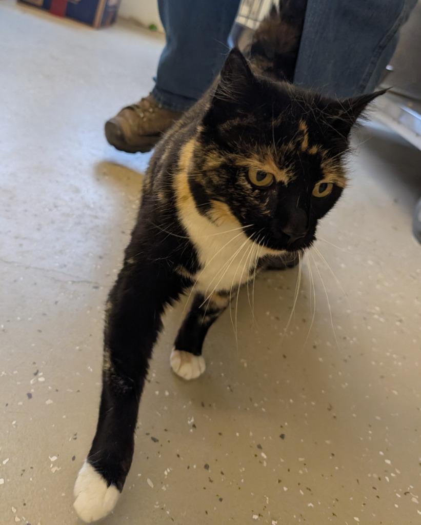 Judy, Adopted, Adult Female Domestic Short Hair.
