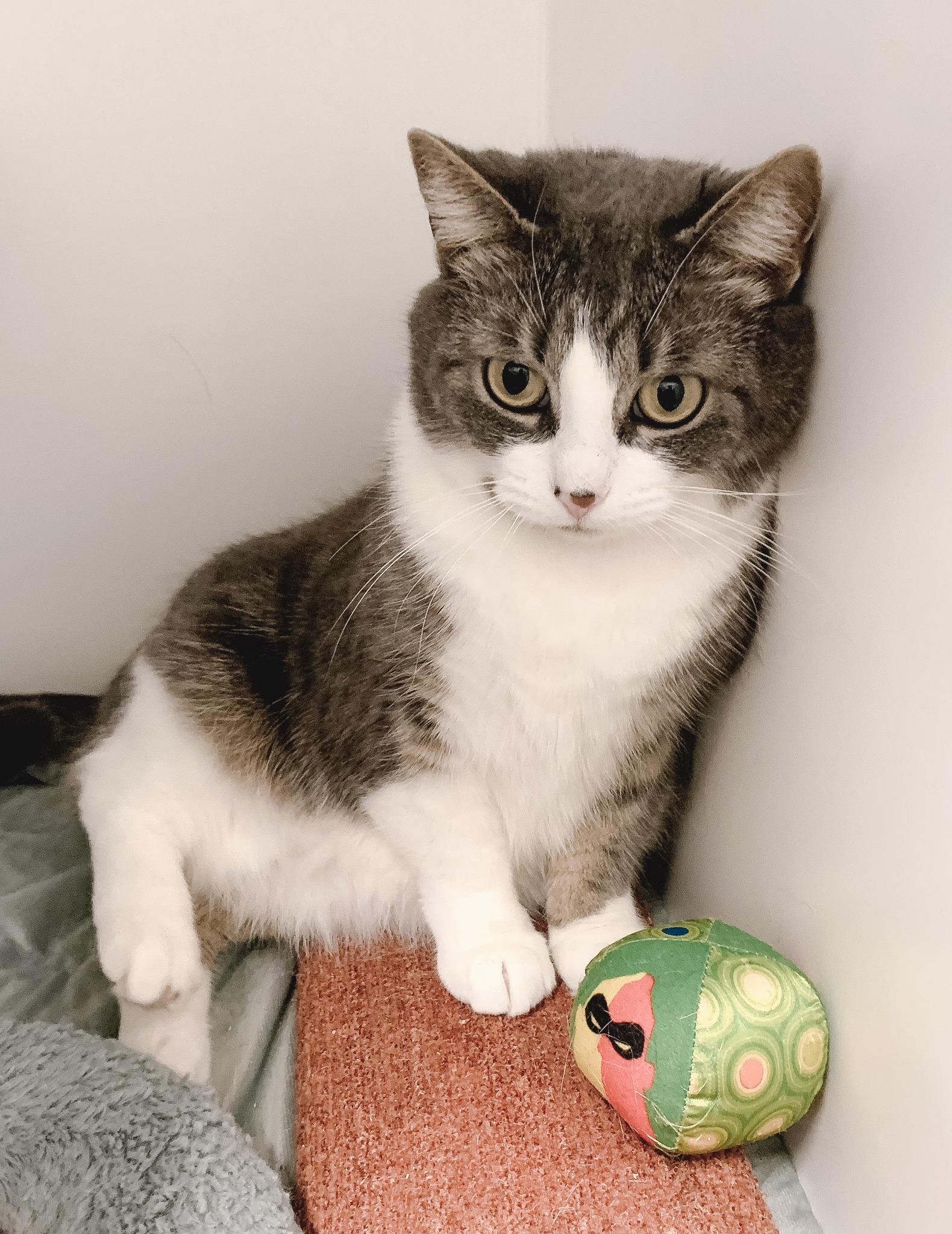 Enlarge Daisy, a ADOPTABLE Domestic Short Hair in High Level, AB image 1/1