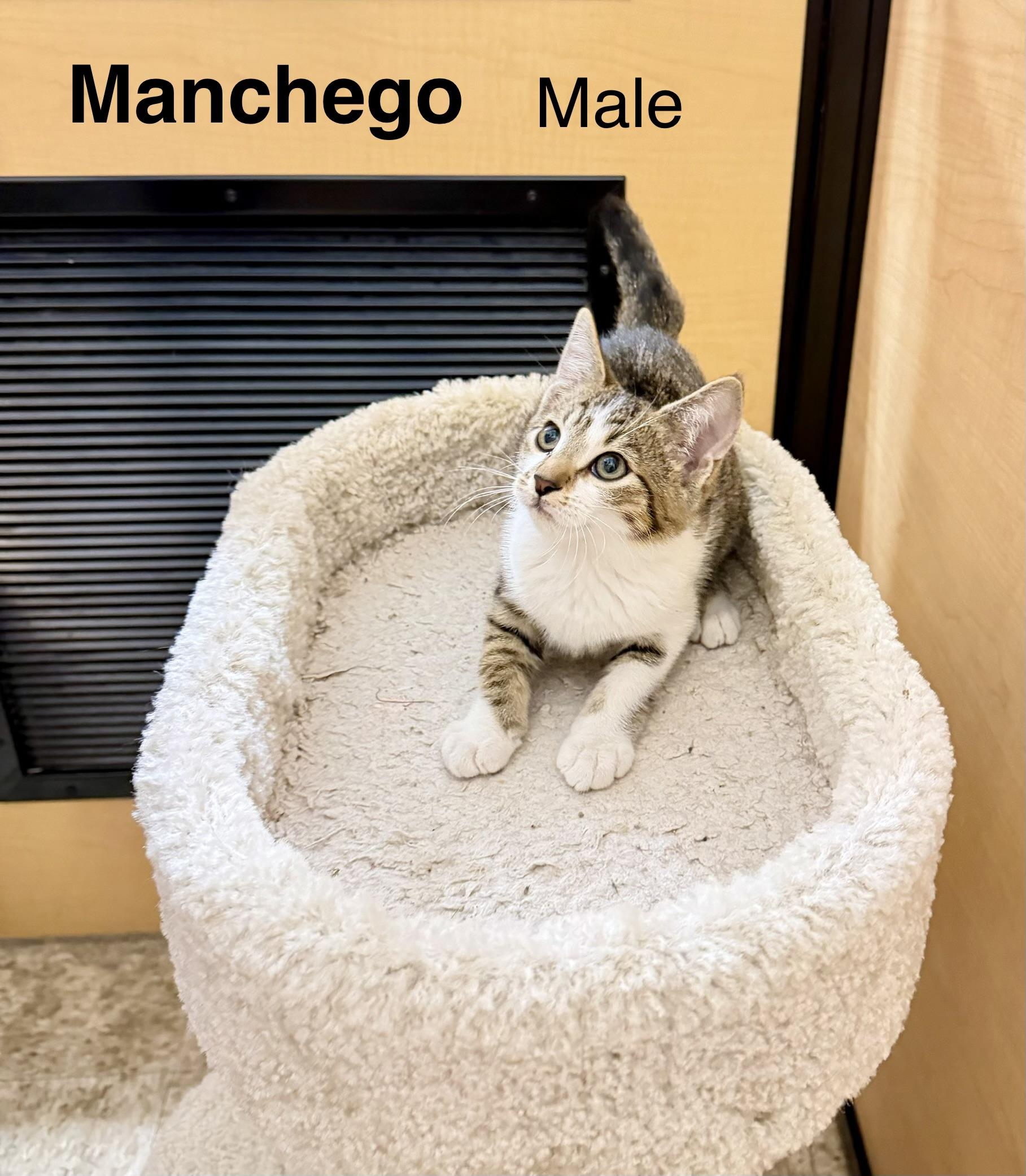 Manchego, Adopted, Young Male Domestic Short Hair.
