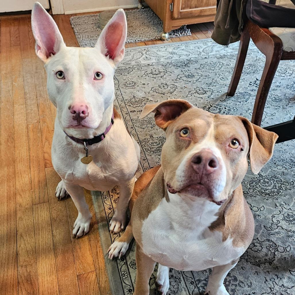 Nancy, Adoptable, Young Female Mixed Breed.