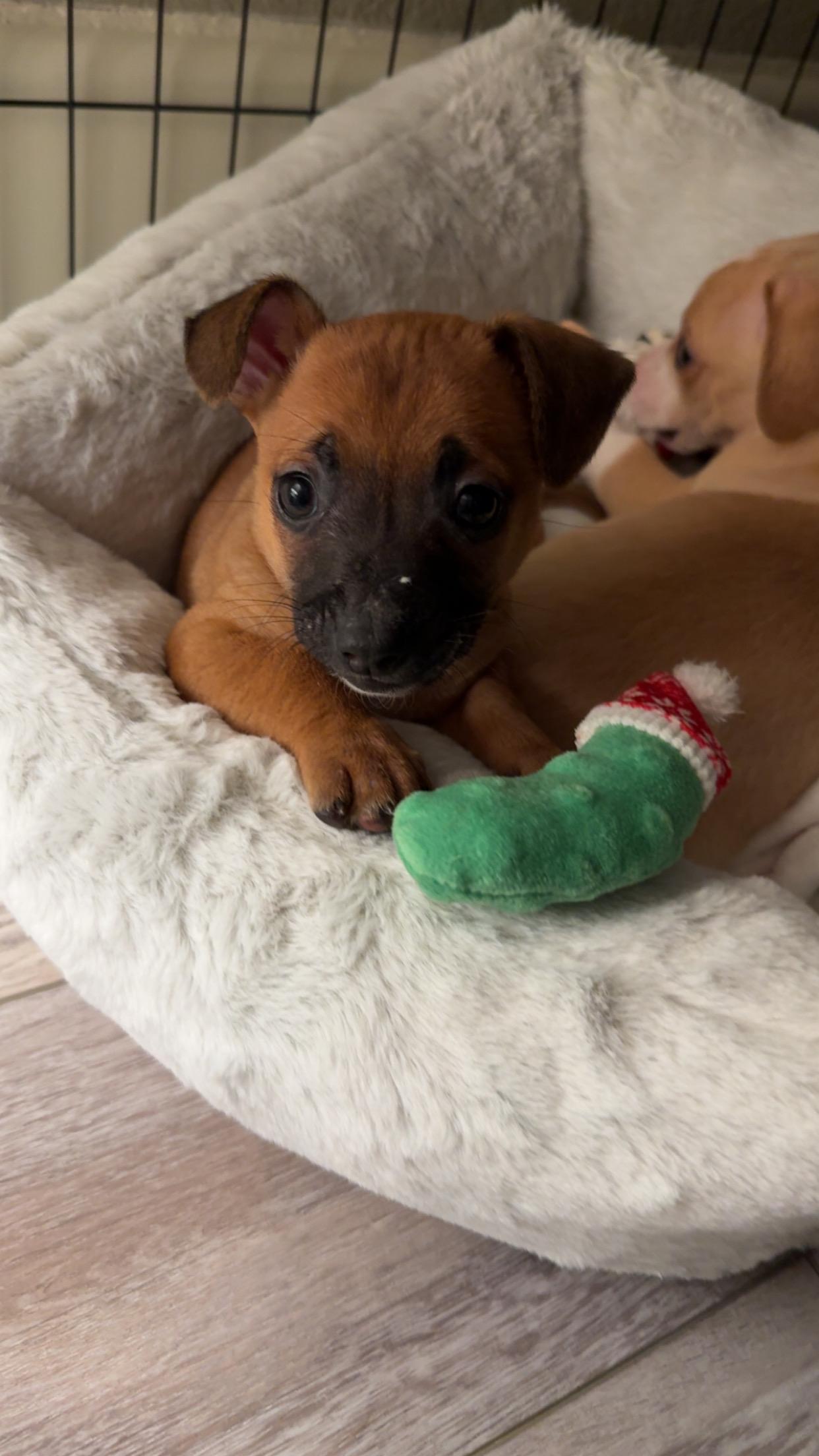 Enlarge Mojito, a ADOPTABLE mixed breed in Penryn, CA image 1/2