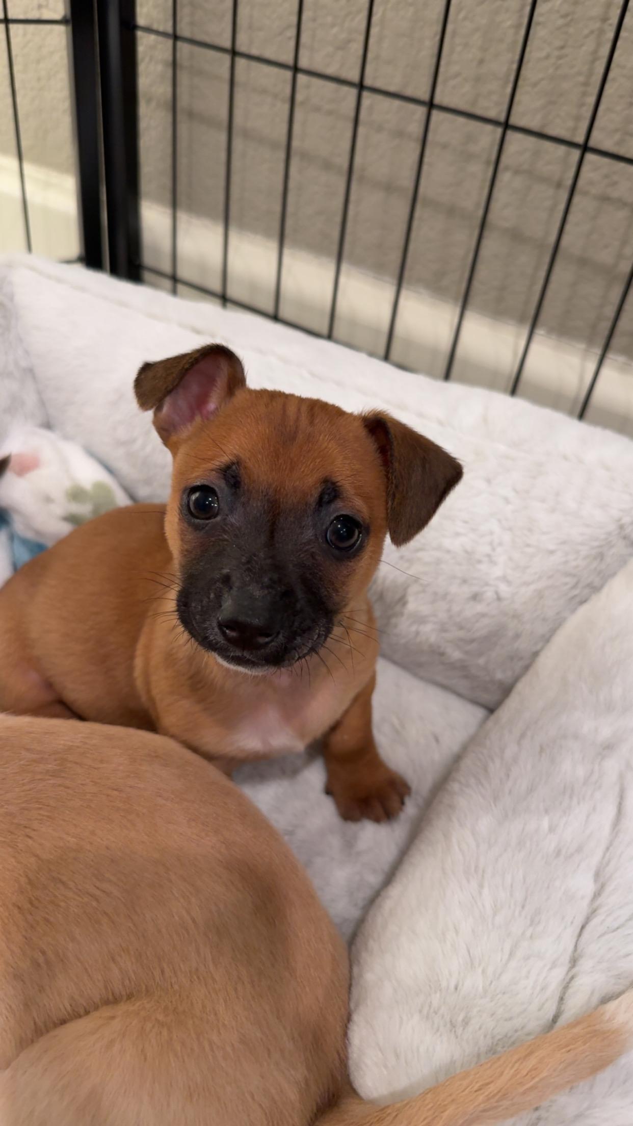 Mojito, ADOPTABLE, Young Male Dachshund.