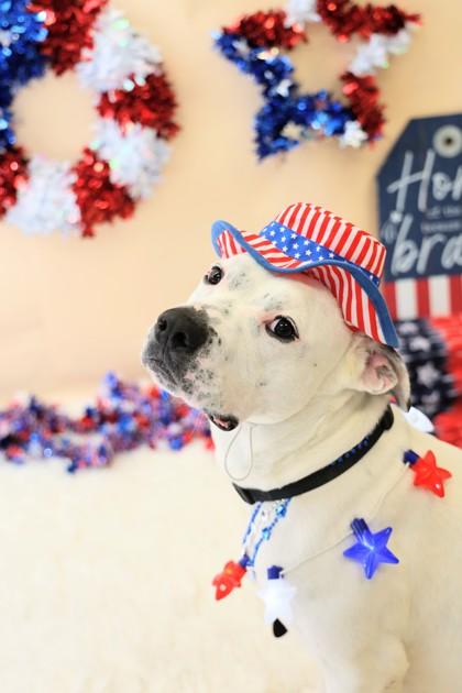 Trevor- In Foster Home, a ADOPTABLE Mixed Breed in Hamilton, OH image 2/5