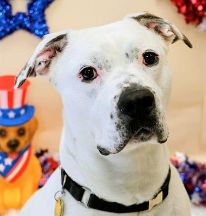 Trevor, a ADOPTABLE Mixed Breed in Hamilton, OH image 3/3