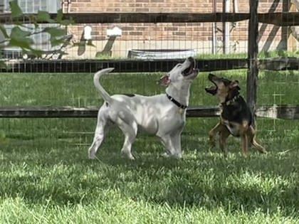 Trevor- In Foster Home, a ADOPTABLE Mixed Breed in Hamilton, OH image 5/5