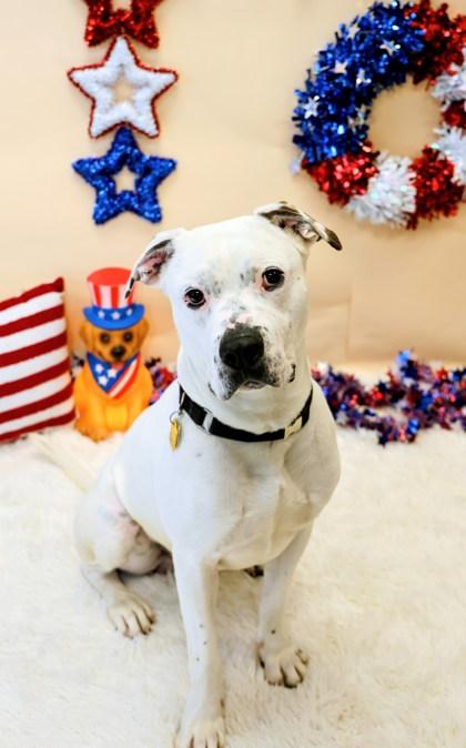 Trevor, a ADOPTABLE Mixed Breed in Hamilton, OH image 2/3