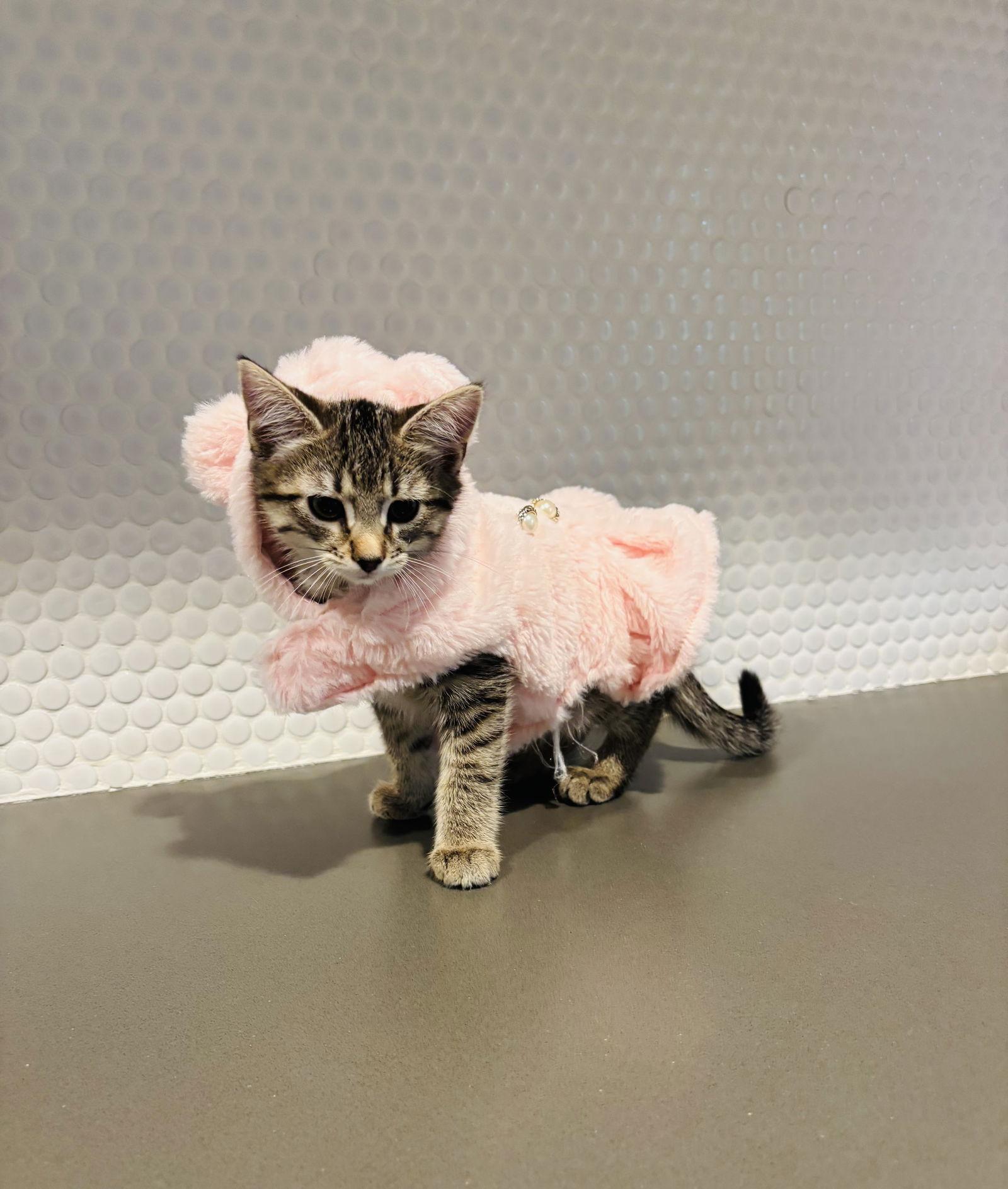 Pepper, Adopted, Kitten Female Domestic Short Hair.