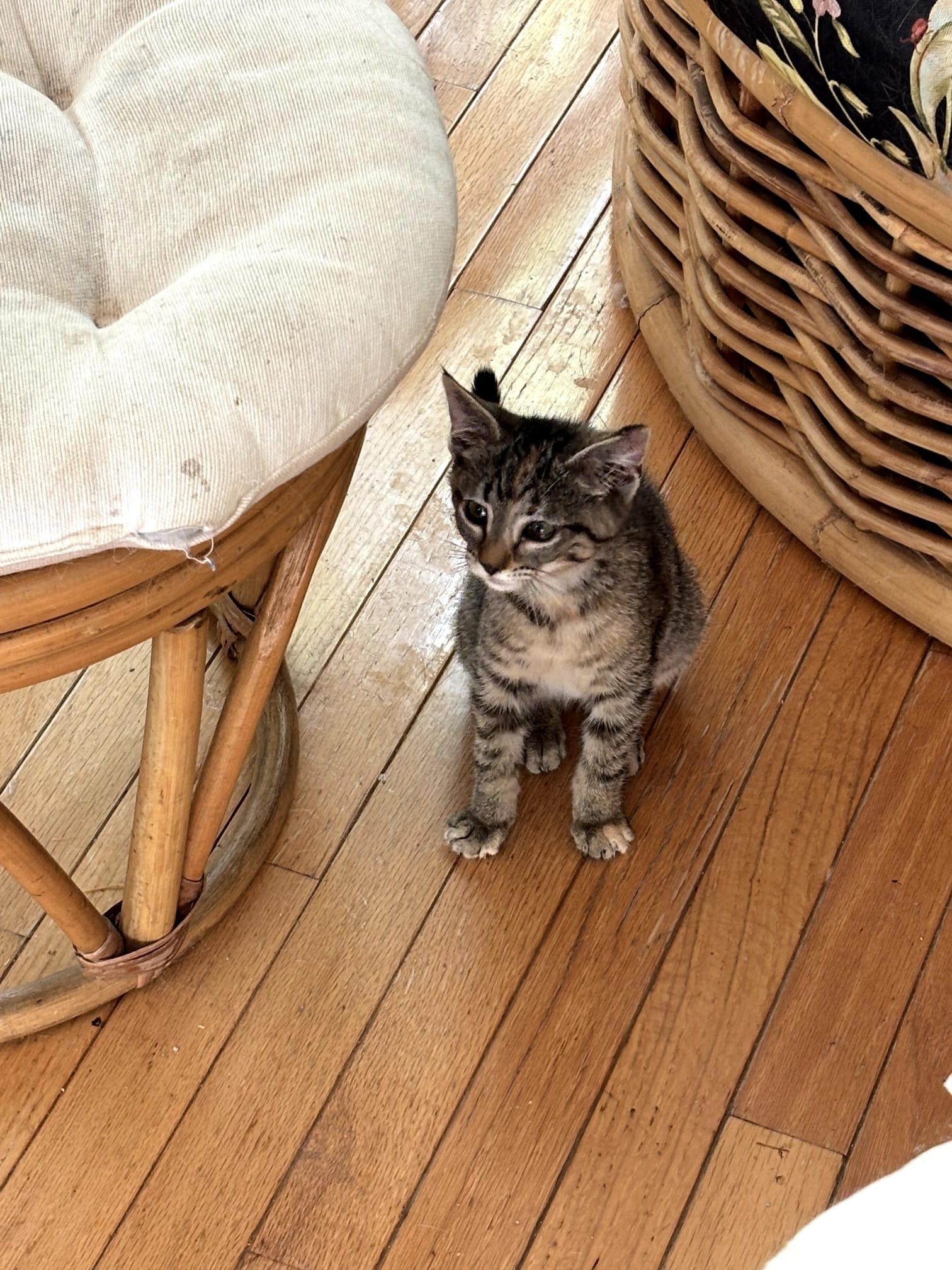 BUSTER AND POTTER, Adoptable, Young Male Domestic Short Hair.