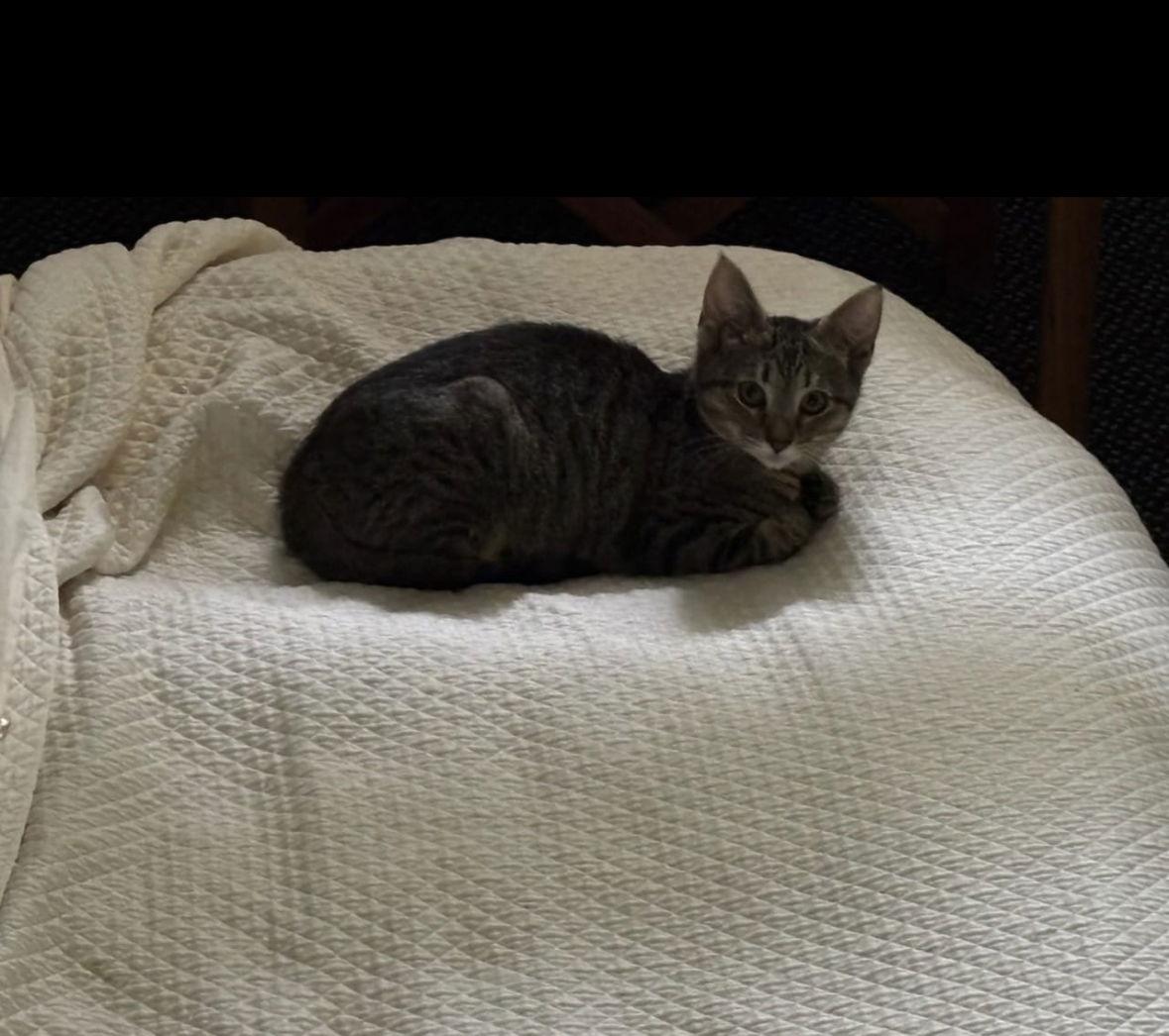 BUSTER AND POTTER, a Adoptable Domestic Short Hair in Mount Laurel, NJ image 2/2