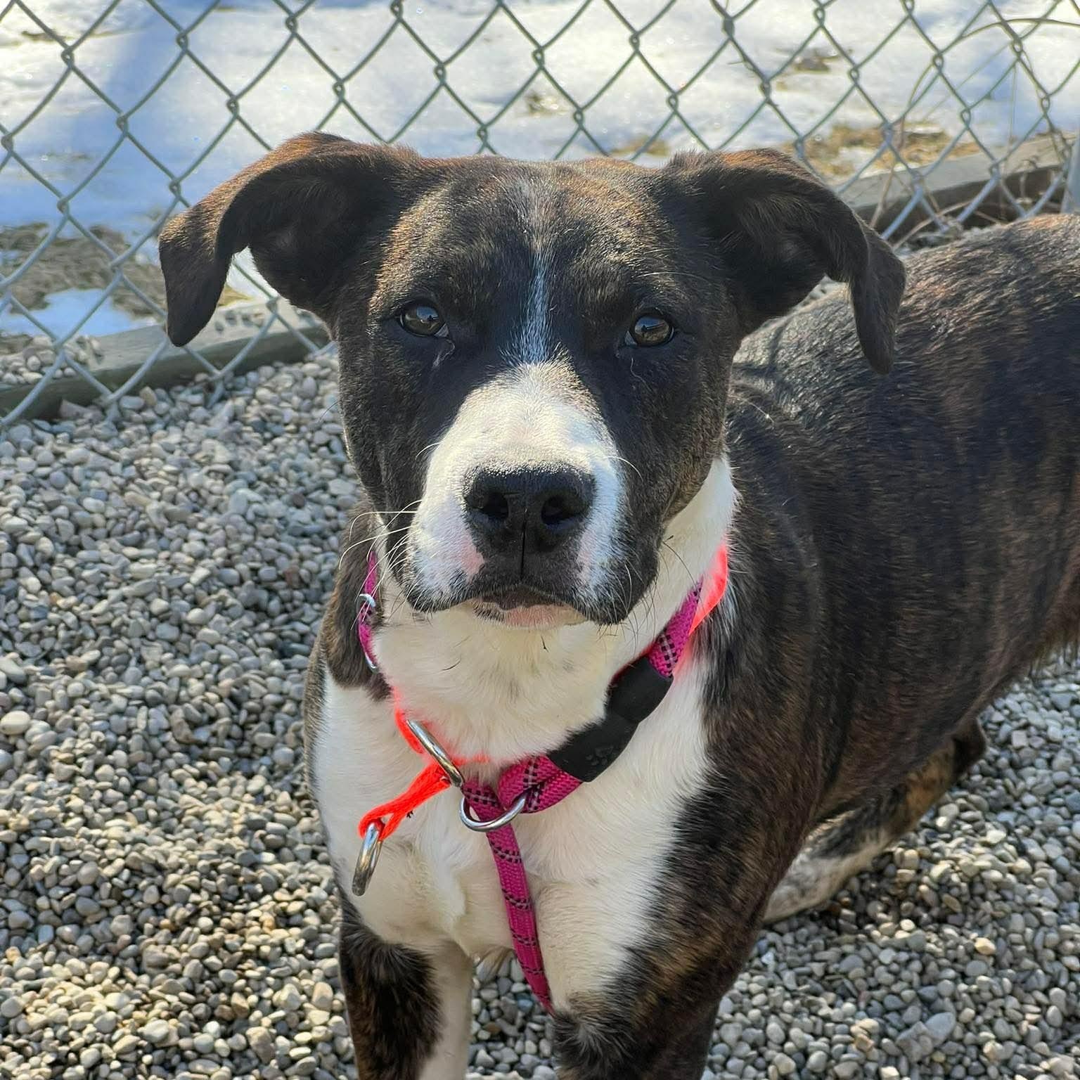 Enlarge Princess, a ADOPTABLE mixed breed in Marseilles, IL image 1/1