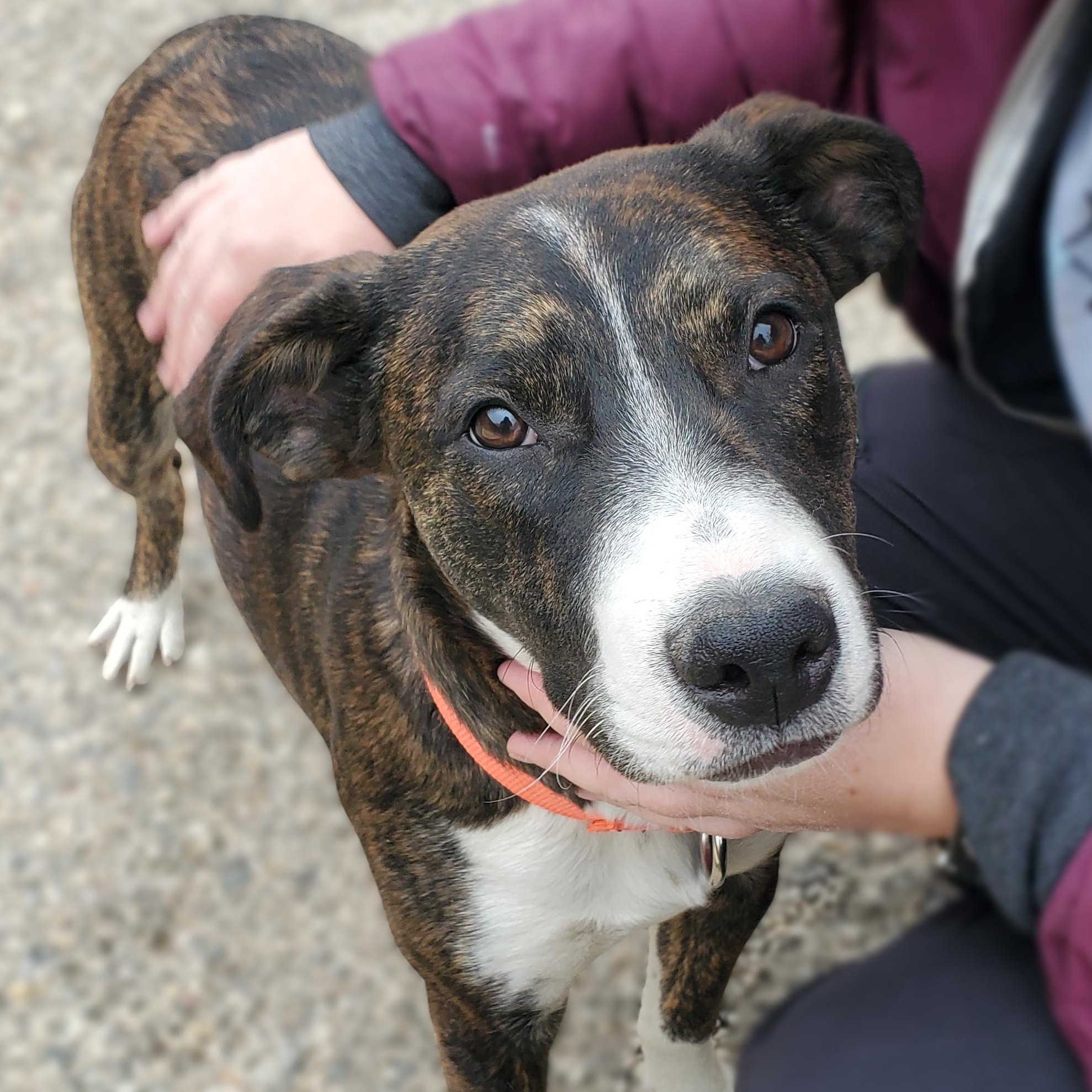 Princess, ADOPTABLE, Young Female Pit Bull Terrier & Labrador Retriever.