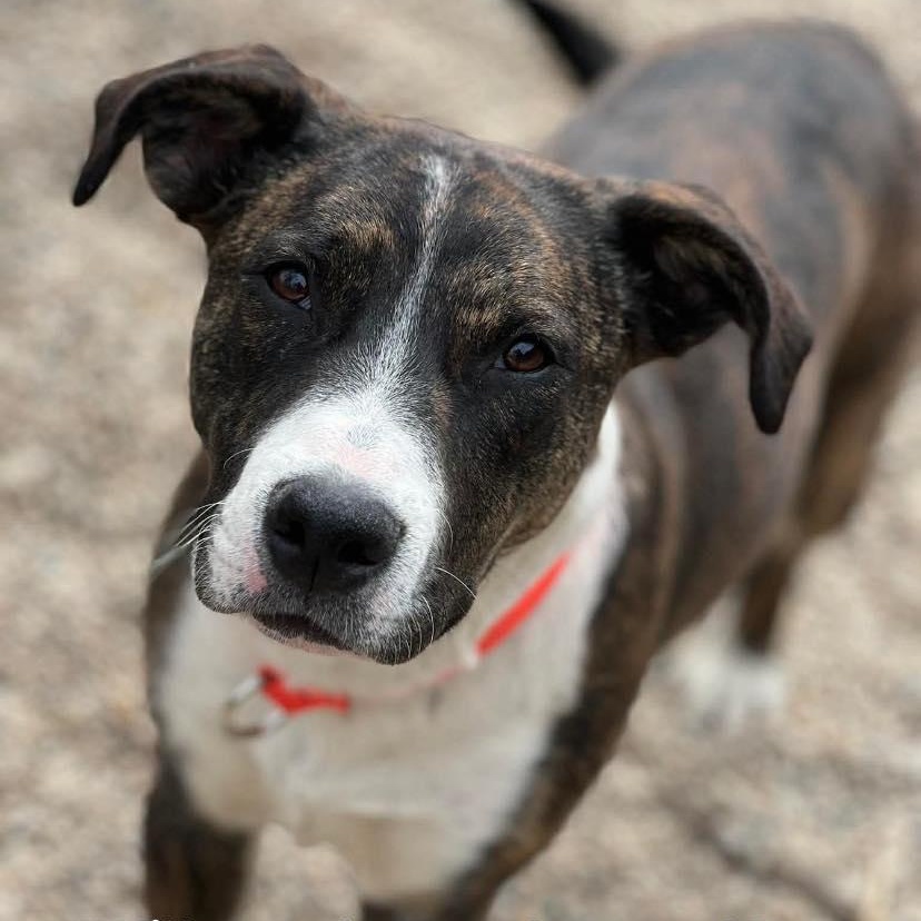 Enlarge Princess, a ADOPTABLE mixed breed in Marseilles, IL image 1/1