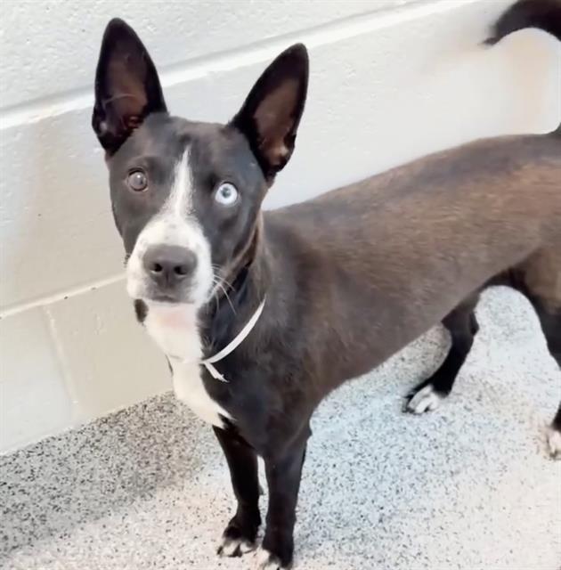 NOLA FOX, Adoptable, Young Female Labrador Retriever & Catahoula Leopard Dog.