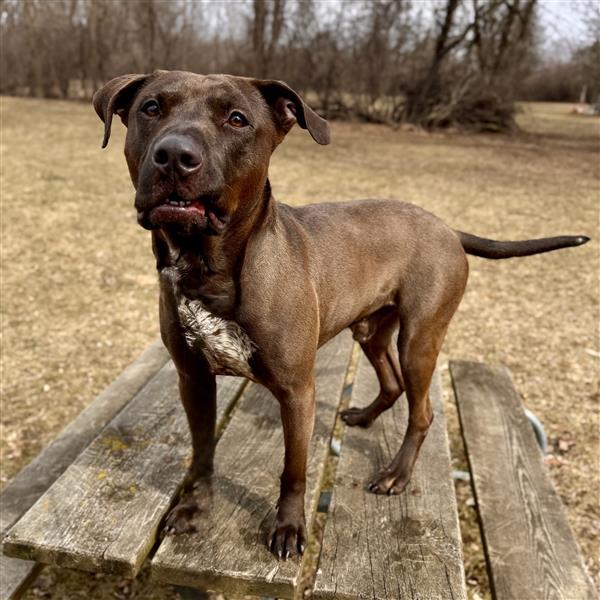 Enlarge Sloppy Joe - Sponsored, a ADOPTABLE Mixed Breed in Midland, MI image 1/5