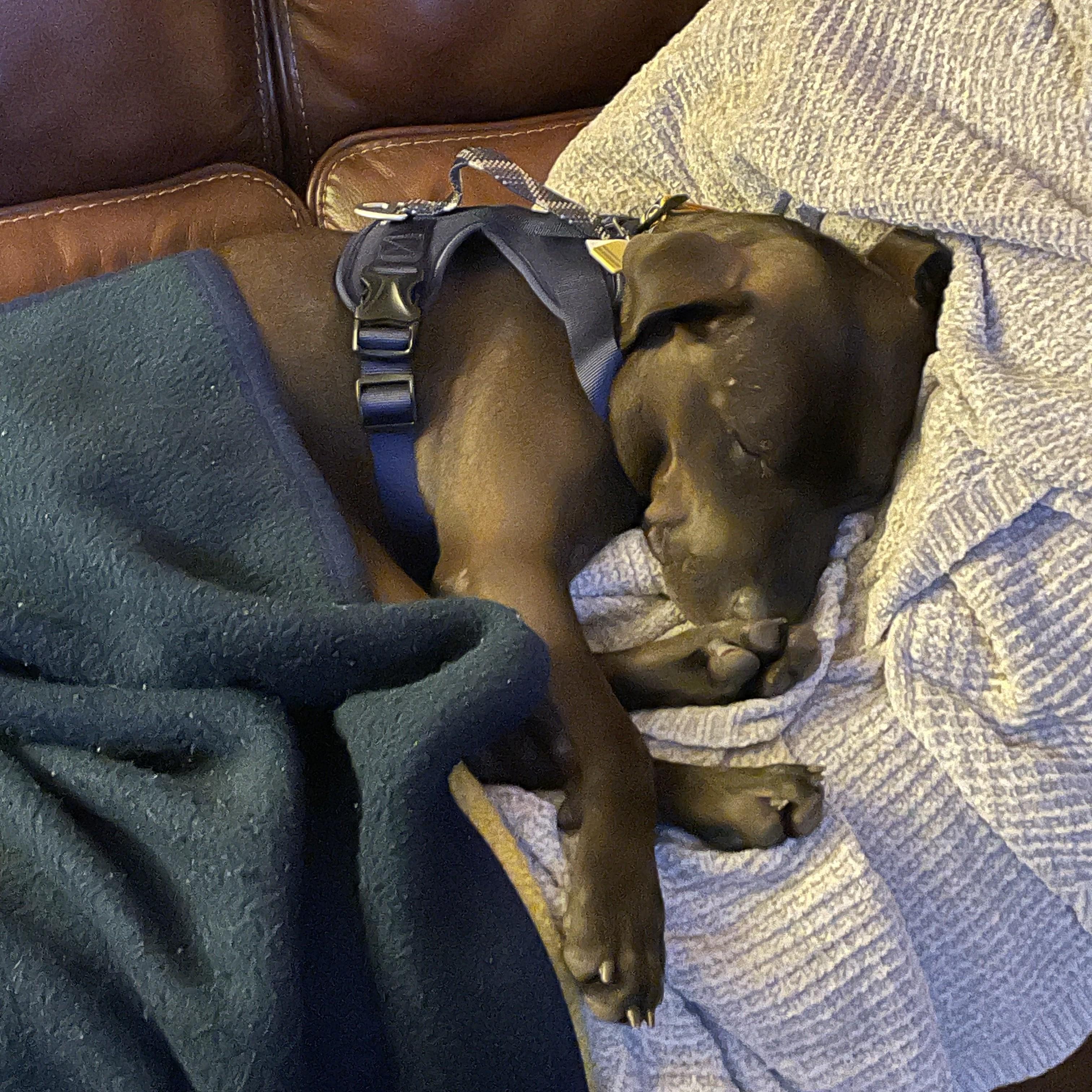 Enlarge Sloppy Joe - Sponsored, a ADOPTABLE Mixed Breed in Midland, MI image 3/5