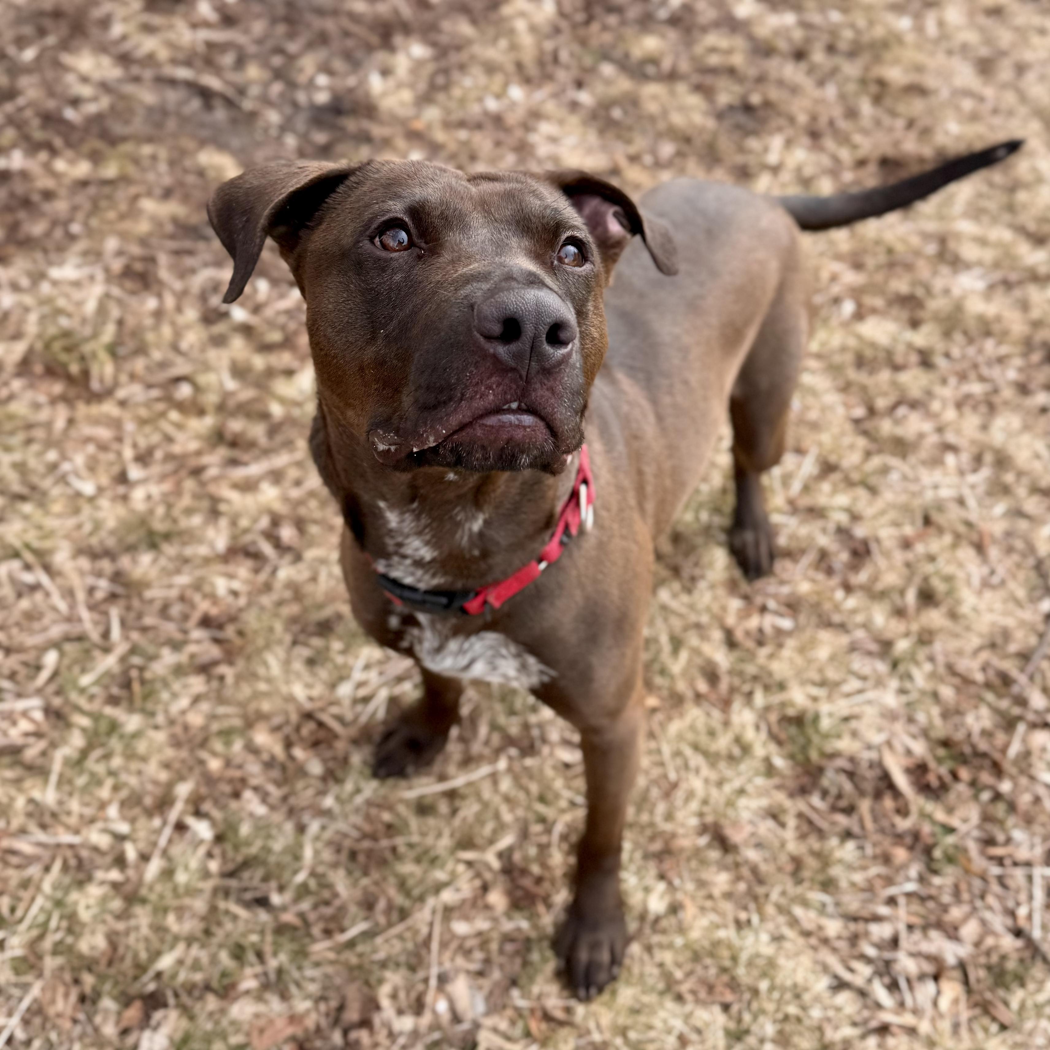 Enlarge Sloppy Joe - Sponsored, a ADOPTABLE Mixed Breed in Midland, MI image 5/5