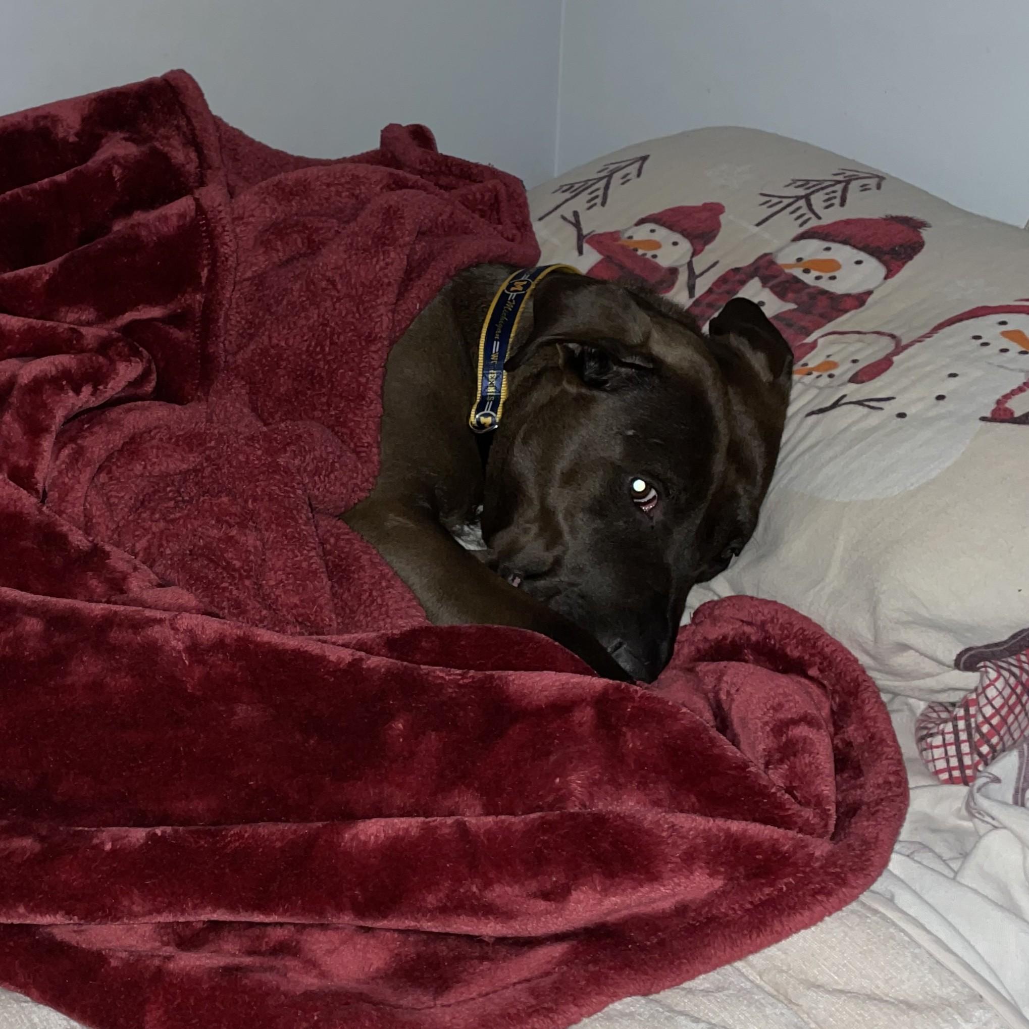 Enlarge Sloppy Joe - Sponsored, a ADOPTABLE Mixed Breed in Midland, MI image 4/5