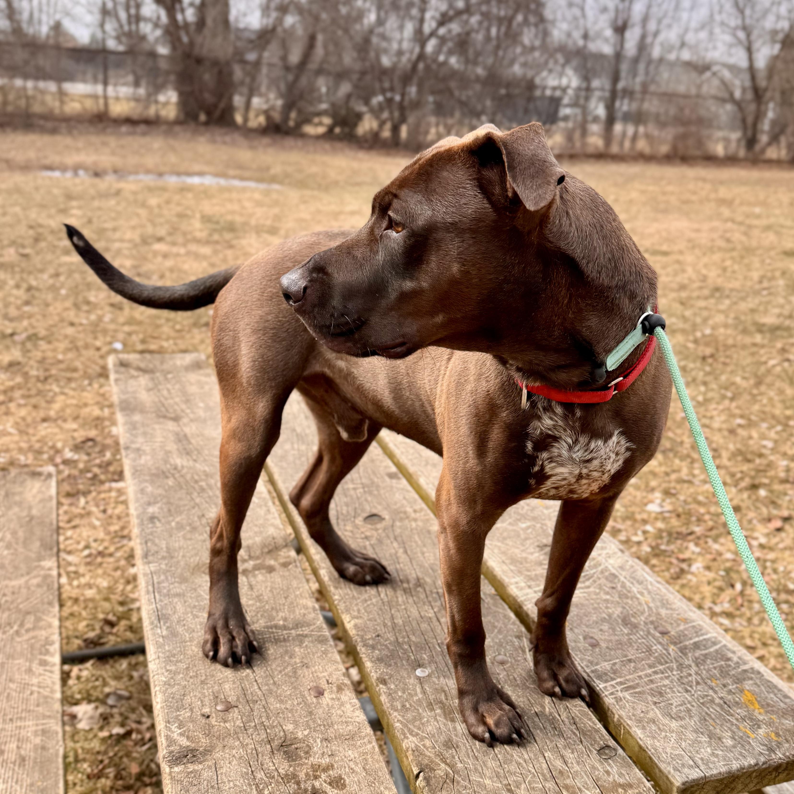 Enlarge Sloppy Joe - Sponsored, a ADOPTABLE Mixed Breed in Midland, MI image 2/5