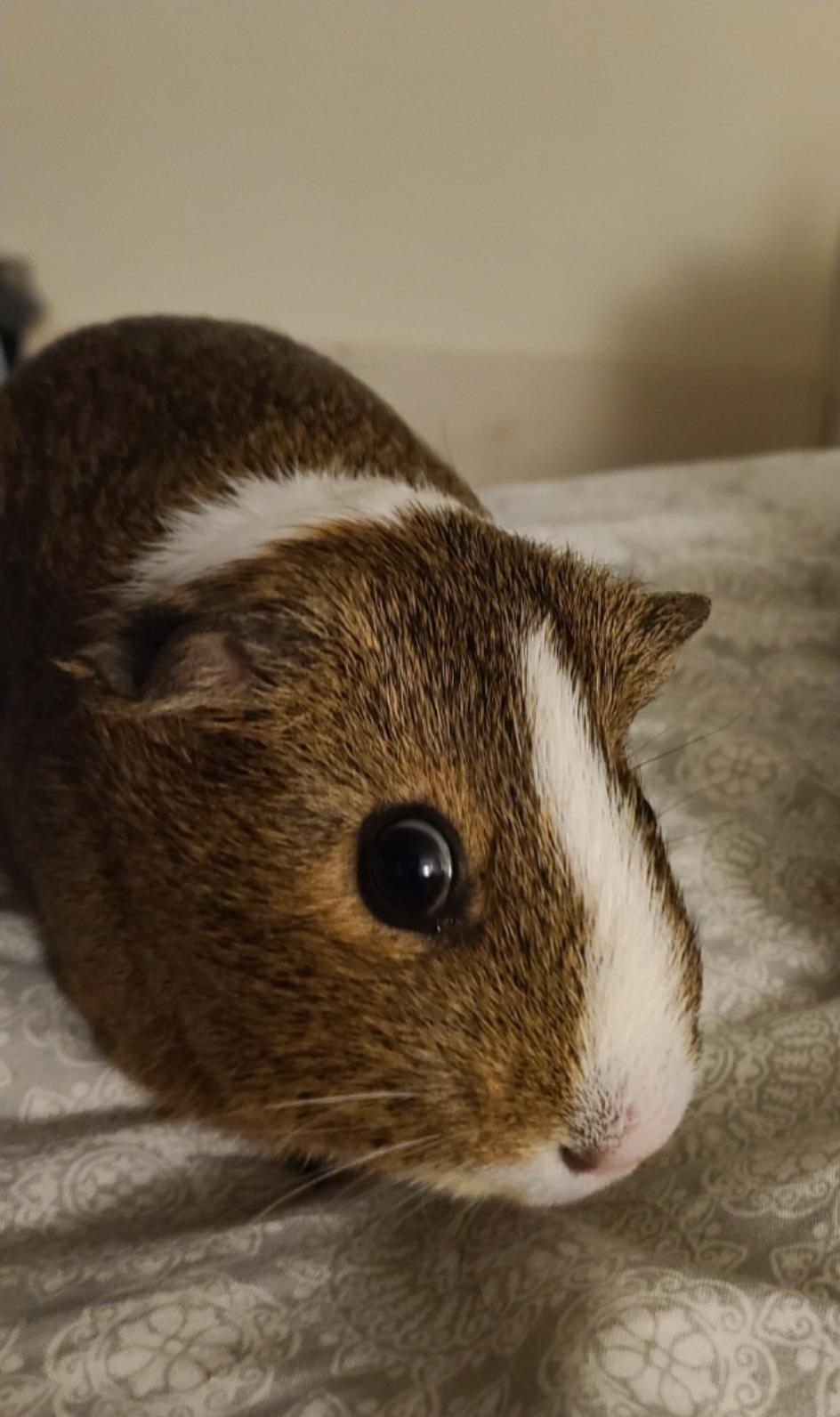 Enlarge Jack, a ADOPTABLE Guinea Pig in West Chester, OH image 1/2