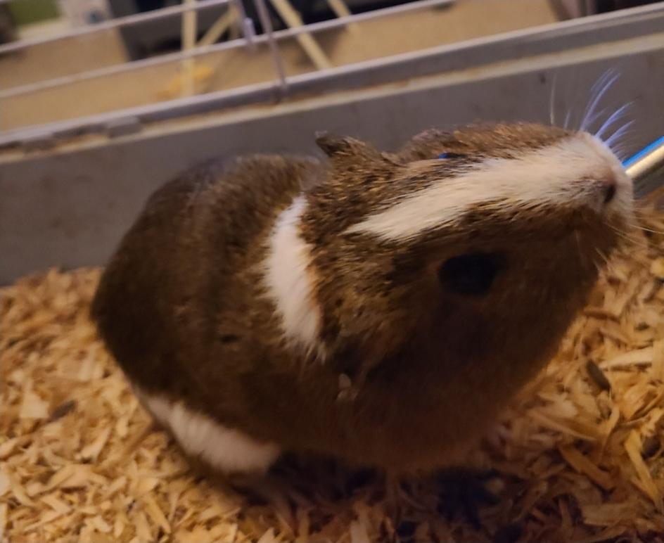 Enlarge Jack, a ADOPTABLE Guinea Pig in West Chester, OH image 2/2