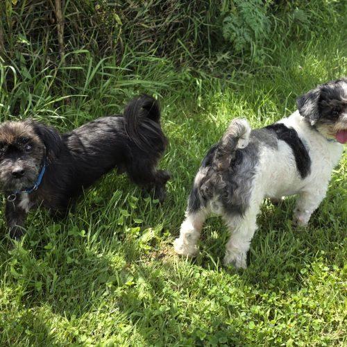 Enlarge Nugget (Bonded with Wick), a Adoptable Yorkshire Terrier in Elizabeth, IL image 2/3