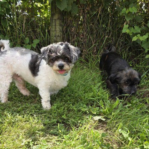 Enlarge Nugget (Bonded with Wick), a Adoptable Yorkshire Terrier in Elizabeth, IL image 3/3