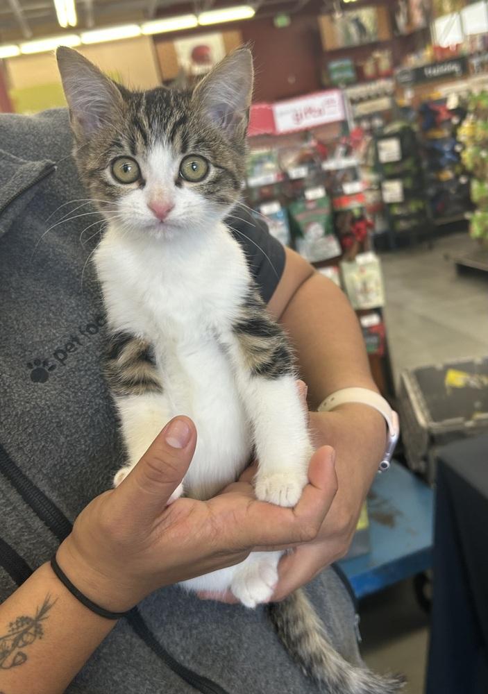 Joey, Adoptable, Kitten Male Domestic Short Hair & Russian Blue.